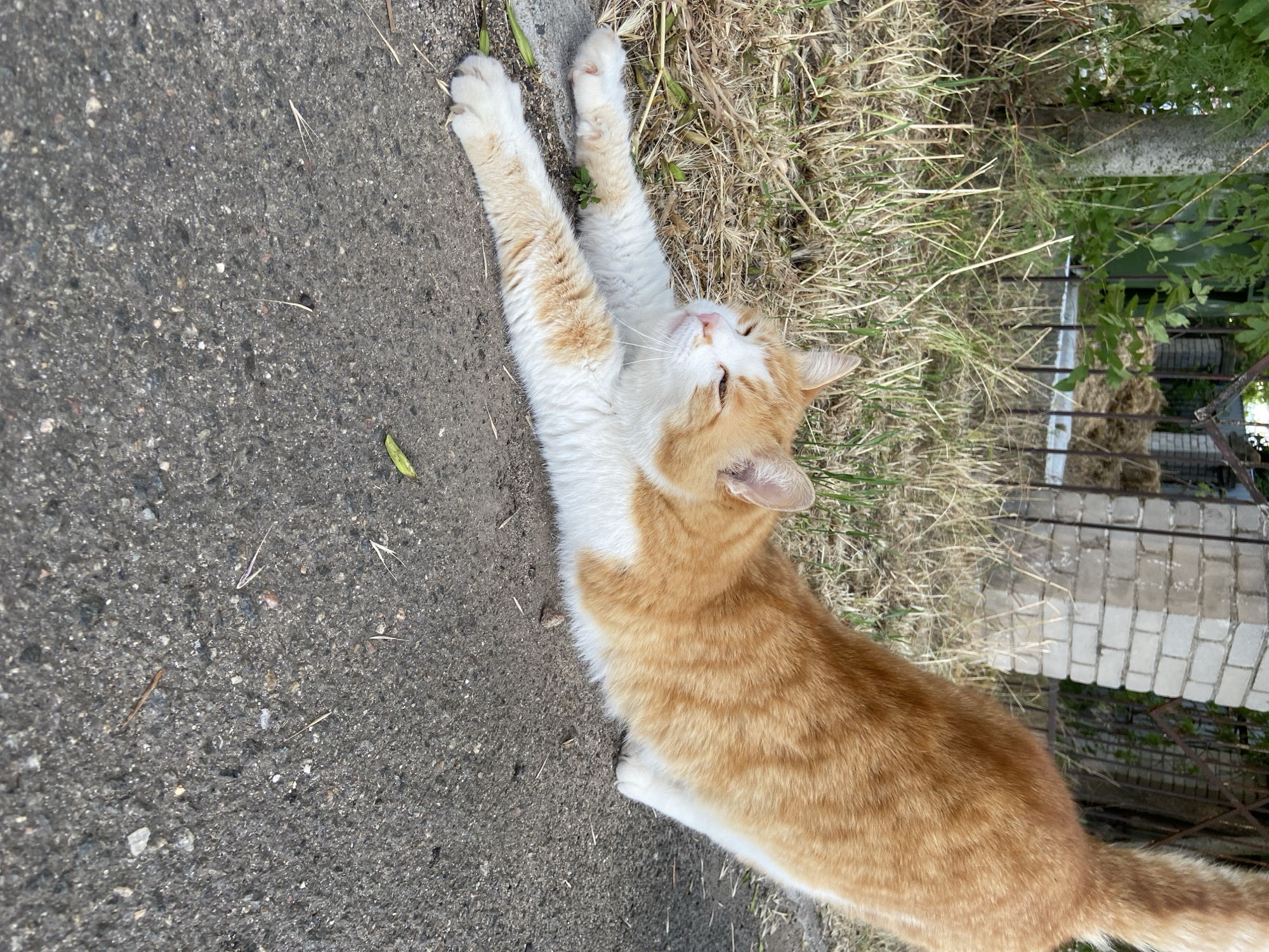 An orange and white cat is stretching on asphalt outdoors. The cat is in the foreground, with its body elongated and its front paws extended forward. Its eyes are partially closed, and it appears relaxed. Behind the cat, dry grass and foliage are visible, leading to a fence and a brick structure in the background. The scene is outdoors, suggesting a natural or semi-urban environment.