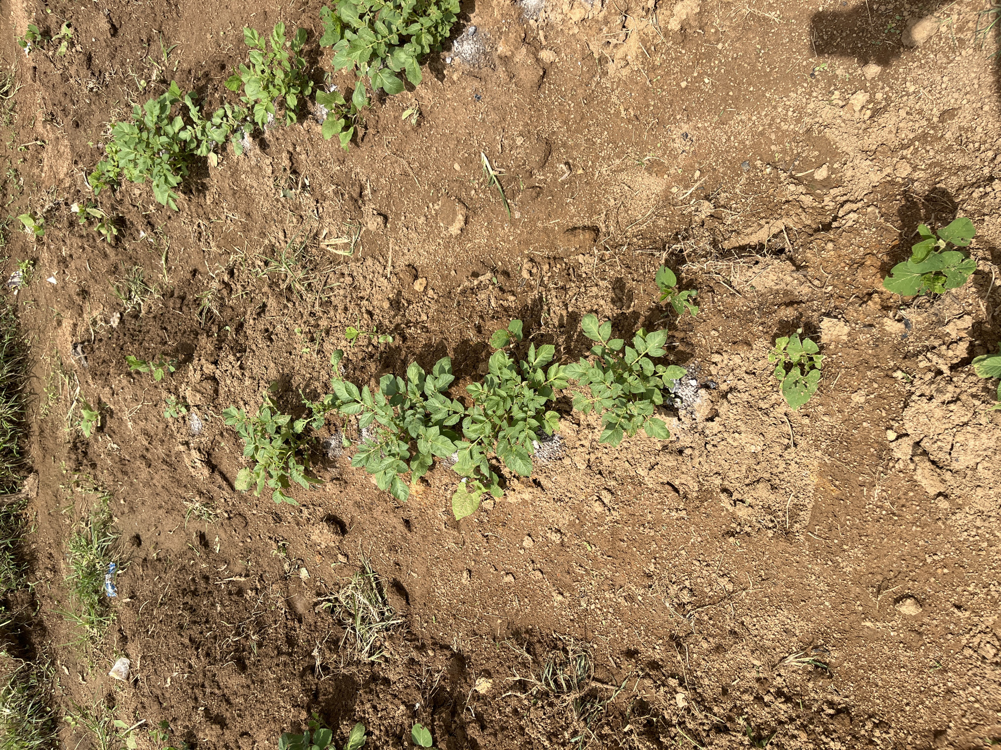 In Bukuru, Nigeria, a close-up, overhead shot captures a row of young potato plants growing in reddish-brown soil. The plants are a vibrant green, with broad leaves, and appear to be in the early stages of growth. Some white granular material, possibly fertilizer, is scattered around the base of the plants. The soil is disturbed in places, suggesting recent cultivation. Patches of dry grass and some scattered debris, including a crumpled plastic wrapper, are visible in the background. The scene is illuminated by bright sunlight, casting shadows on the ground, one of which appears to be from a person taking the photograph.