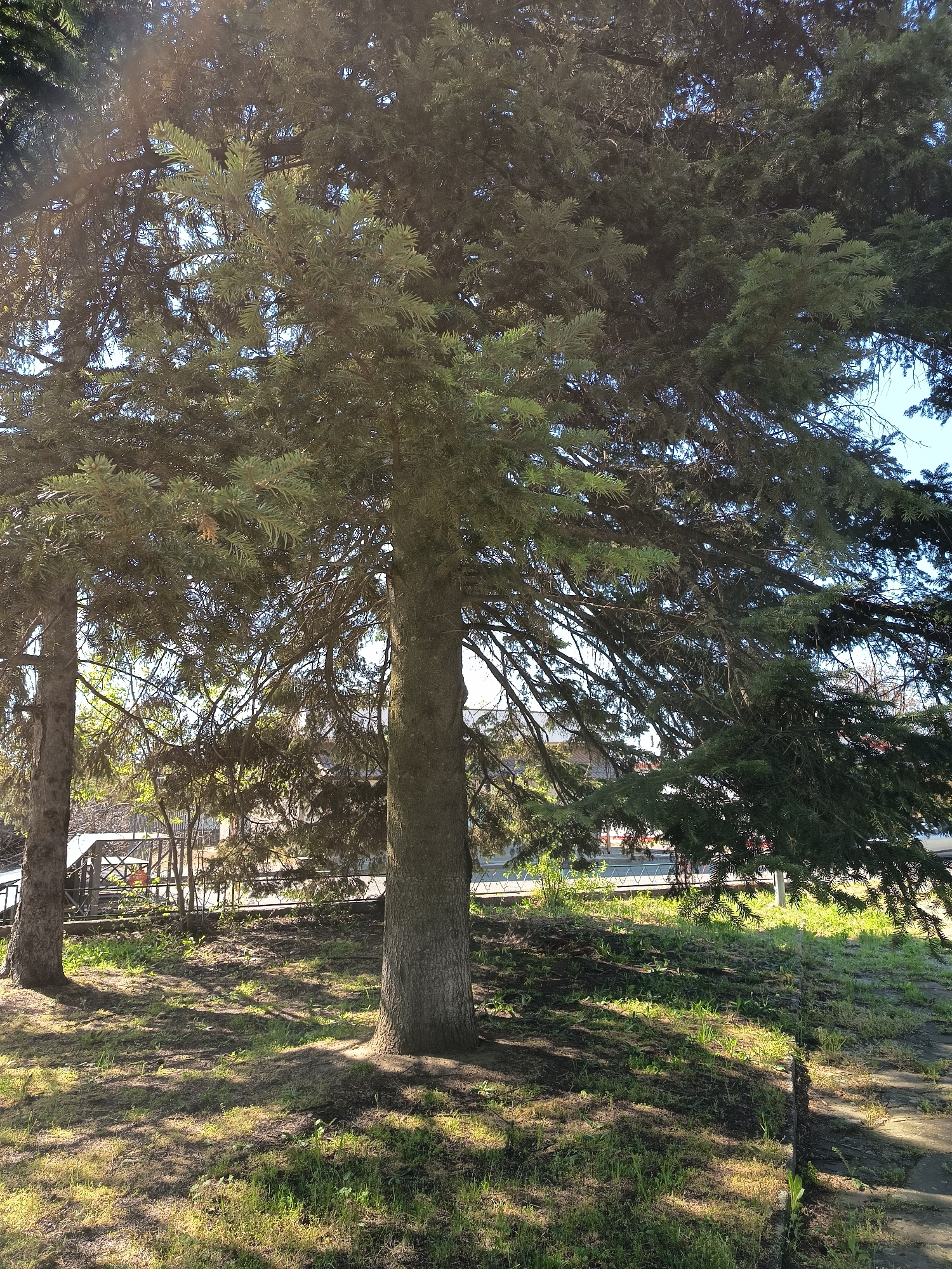The image shows a grassy area with two large trees. The trees have thick trunks and dense, dark green foliage that creates a shaded area on the ground. Patches of grass are visible beneath the trees, interspersed with bare dirt and leaves. The sun appears to be shining brightly, casting shadows across the ground. In the background, there's a glimpse of a building and a fence, suggesting an urban or suburban setting. The location in the city of Unknown, Unknown. is unspecified.