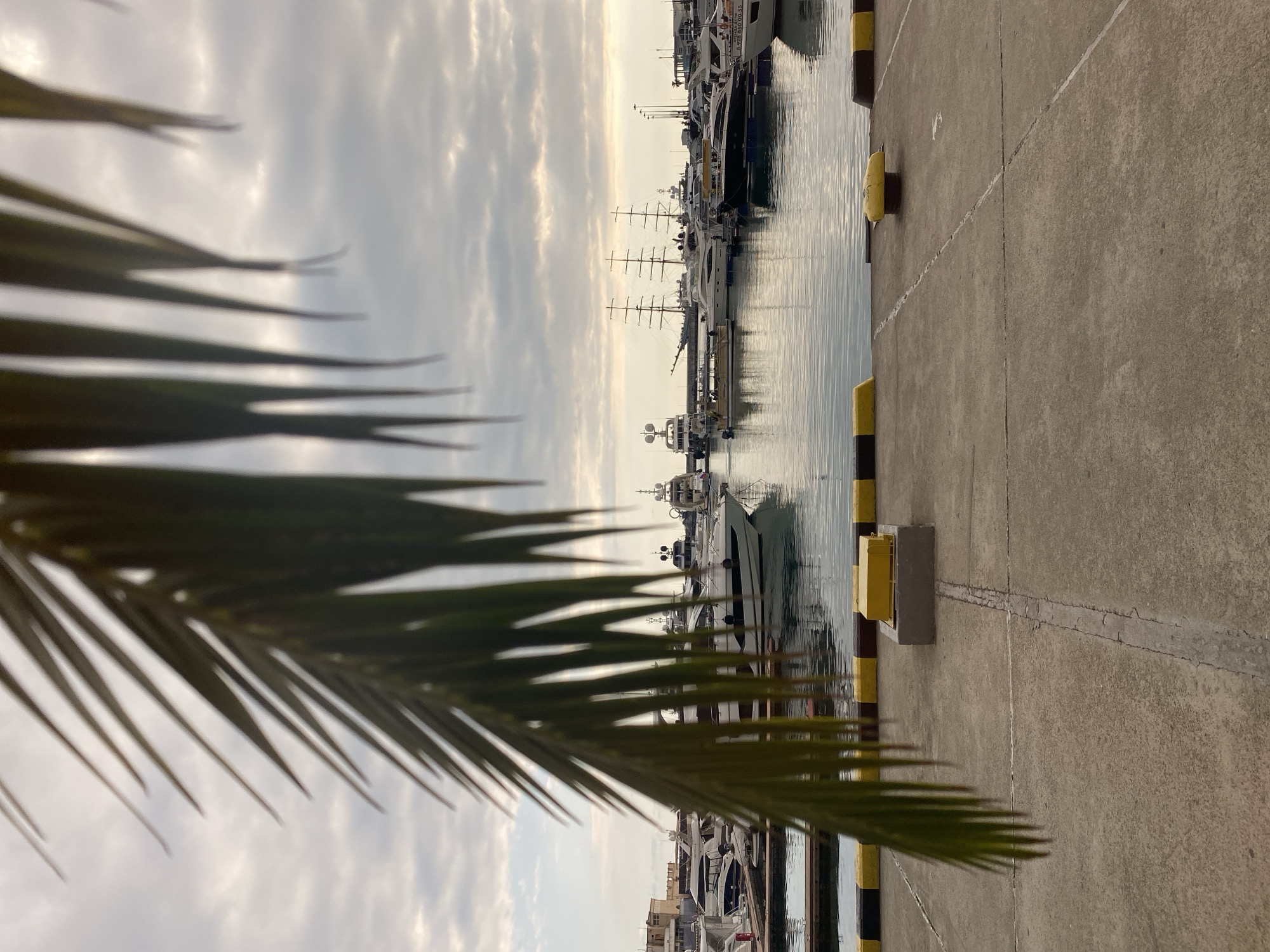 The image depicts a harbor scene, likely in Sochi, Russia, with numerous yachts docked in the water. The perspective is from a concrete pier, with a large, out-of-focus palm frond dominating the foreground on the left side. The sky is overcast with diffused sunlight, suggesting either early morning or late afternoon. The water is calm, reflecting the cloudy sky and the sleek lines of the boats.
Several yachts of varying sizes are visible, with some appearing to be luxurious vessels. One notably large yacht with multiple masts and sails is prominent in the middle ground, suggesting a sailing or traditional yacht style. The pier itself is made of concrete with distinct white lines marking sections and yellow and black striped bollards or fenders along the edge. A small yellow electrical box is mounted on a grey concrete base near the pier's edge.
No people are clearly visible in the image, and the focus is on the nautical setting and the vessels. The overall mood is serene and perhaps a bit melancholic due to the overcast weather and the blurred palm frond, which could evoke a sense of tropical tranquility or a quiet, contemplative atmosphere. There is some faint text visible on the side of a yacht in the upper right quadrant, but it is not legible enough to be deciphered. The time of day is suggested by the soft, even lighting.