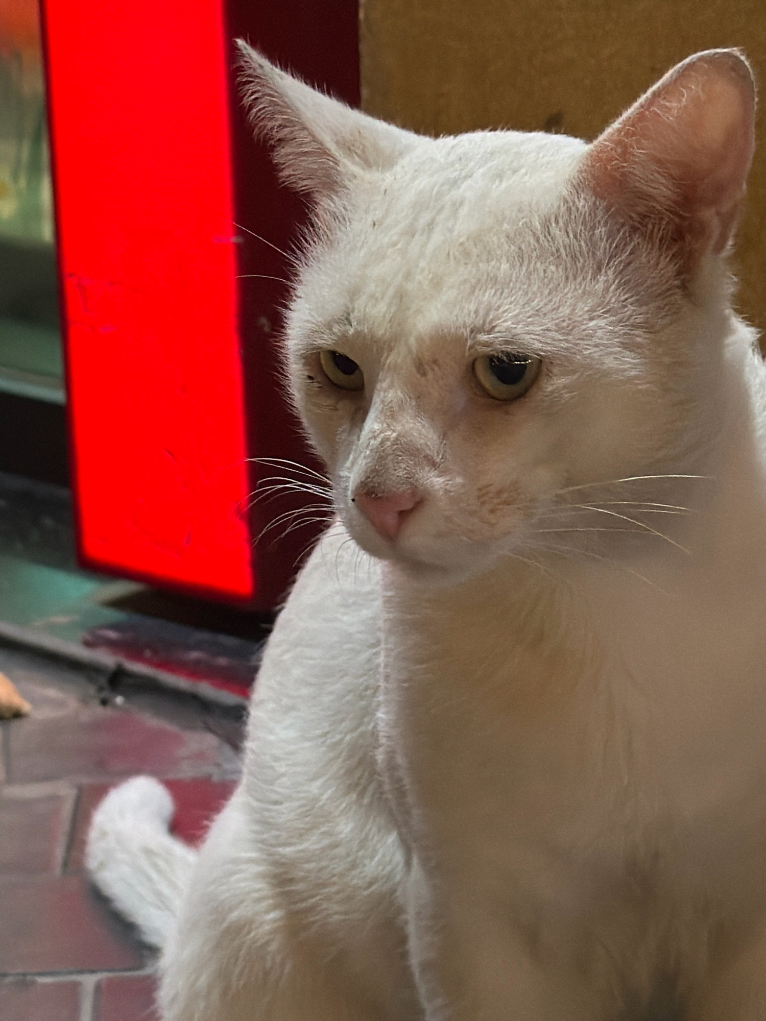 A close-up, slightly blurry, vertical, medium shot captures a white cat with yellow eyes, a pink nose, and prominent whiskers. The cat is facing right, with its head turned slightly towards the viewer. Its ears are pointed, and it appears to be sitting. In the background, to the left, is a bright red, vertical rectangular object, possibly a neon light or sign. The ground is tiled in a reddish-brown pattern. The overall environment is dim, suggesting an indoor or shaded outdoor setting, possibly in a street or alleyway. The cat's fur shows some light staining around its eyes and nose. The image does not contain any identifiable landmarks or clues to pinpoint its location within Baku, Azerbaijan.