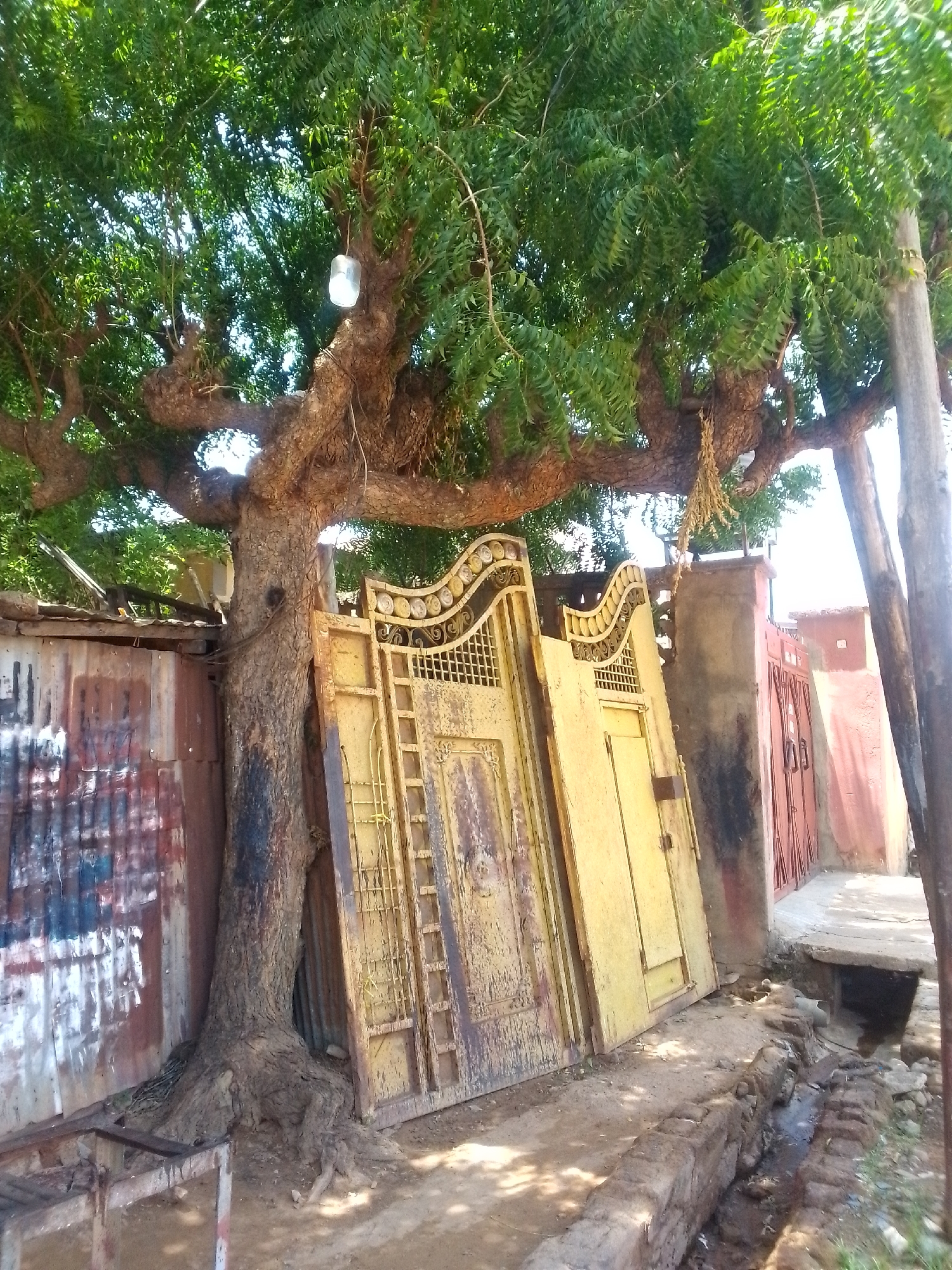The image depicts a scene in Narayi, Nigeria, featuring a mature tree with lush green foliage dominating the upper portion of the frame. A light bulb hangs from one of the tree's branches. The tree trunk is thick and partially obscures a section of corrugated metal fencing to its left. Leaning against the tree and fence are two yellow metal gates, possibly salvaged or discarded. To the right of the gates is a concrete wall. A shallow, open drainage ditch runs along the lower right of the frame. A wooden post stands upright on the far right. In the background, faded red doors are visible. The ground is dirt. The lighting suggests a sunny day.