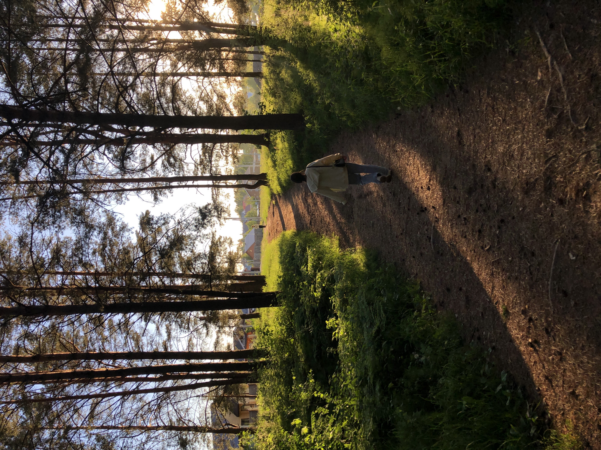 The image shows a dirt path in a park lined with tall, thin trees. The sun is shining through the trees, creating long shadows on the path. A person is walking away from the viewer on the path, wearing a light-colored jacket and jeans. Green vegetation grows along the edges of the path. In the distance, houses can be seen. The location is Chaikovsky, Russia.