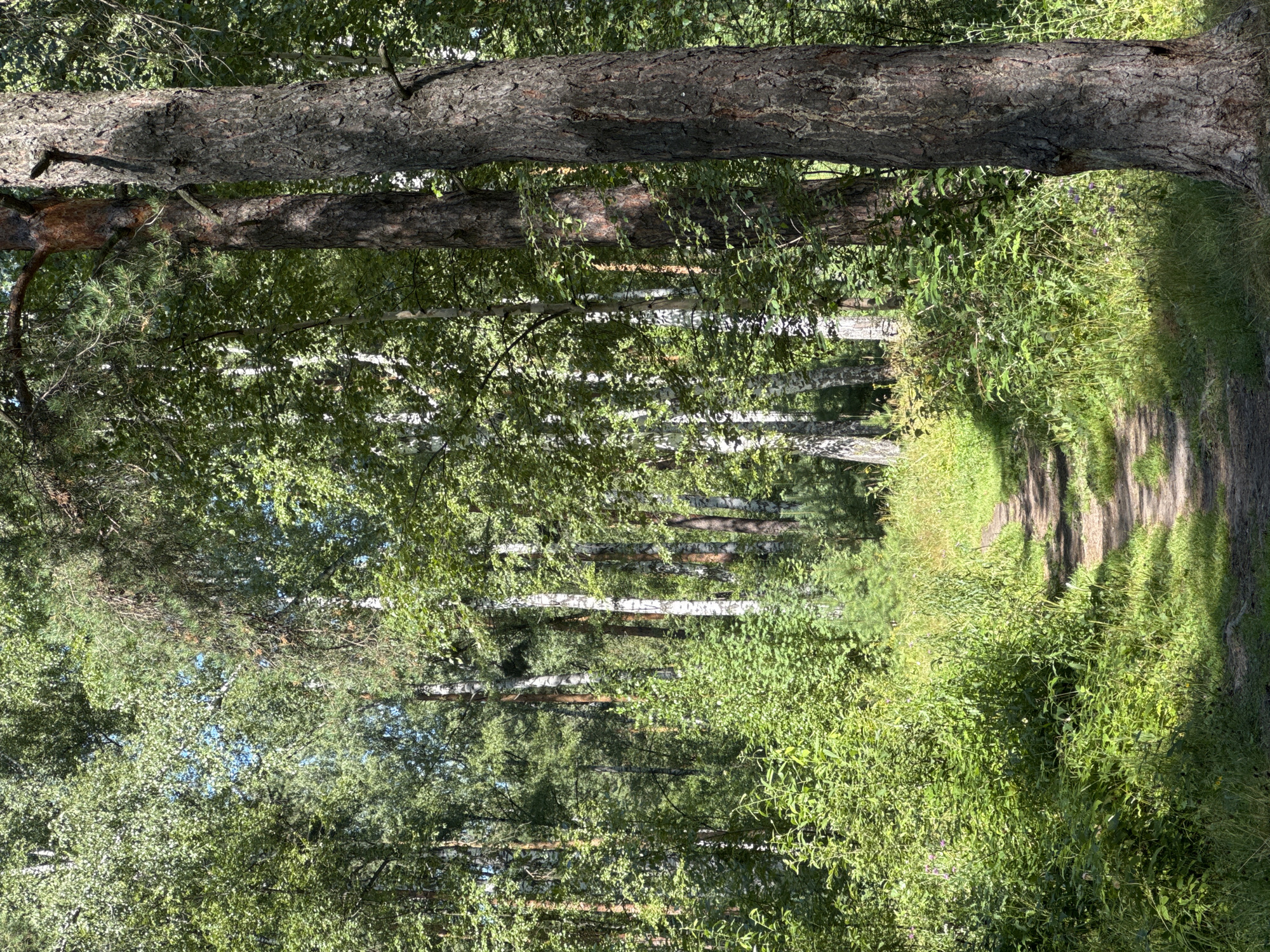The image depicts a sunlit forest path in Nizhny Novgorod, Russia. The path is made of dirt and is surrounded by lush green foliage, tall trees, and undergrowth. Sunlight filters through the dense canopy of leaves, creating dappled shadows on the ground. The trees are a mix of birch and pine, with some taller, darker trunks in the foreground. The overall impression is one of a serene and natural environment.