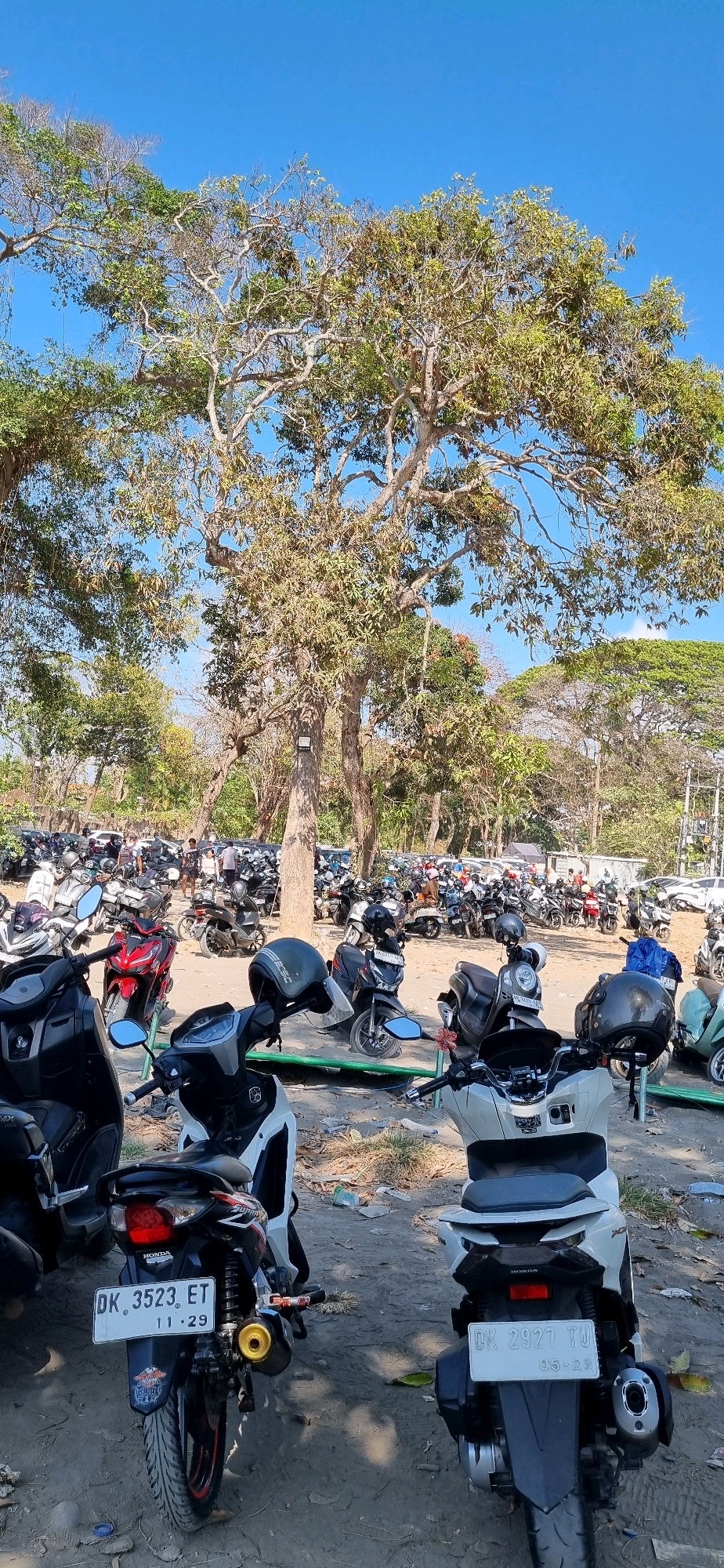 A bright, sunny outdoor scene depicts a large parking lot filled with motorcycles and some cars. The ground is dirt and gravel, with sparse vegetation and fallen leaves. Towering trees with dense green foliage and gnarled branches dominate the upper portion of the image, casting dappled shadows. The sky is a clear, vibrant blue.
In the foreground, several scooters are parked. The one on the far left is black. To its right is a red scooter with a black seat. In the center, a white and black scooter is prominently displayed. To the right of that is a dark grey scooter, and further to the right, another white scooter.
In the middle ground, a dense collection of motorcycles is visible, with varying colors and styles. Some appear to be scooters, while others might be smaller commuter motorcycles. A few people are scattered amongst the vehicles, some standing and others appearing to be walking or interacting. One individual in a blue shirt is standing to the right of the parked motorcycles.
In the background, the parking lot continues, filled with more motorcycles and cars. The trees continue to provide a natural canopy. The scene suggests a popular public area, possibly a tourist attraction or a busy market, in Denpasar, Indonesia, where motorcycle transport is prevalent. The presence of multiple license plates on the motorcycles, such as "DK 3523 ET" and "DK 2927 TU", further indicates the Indonesian location.