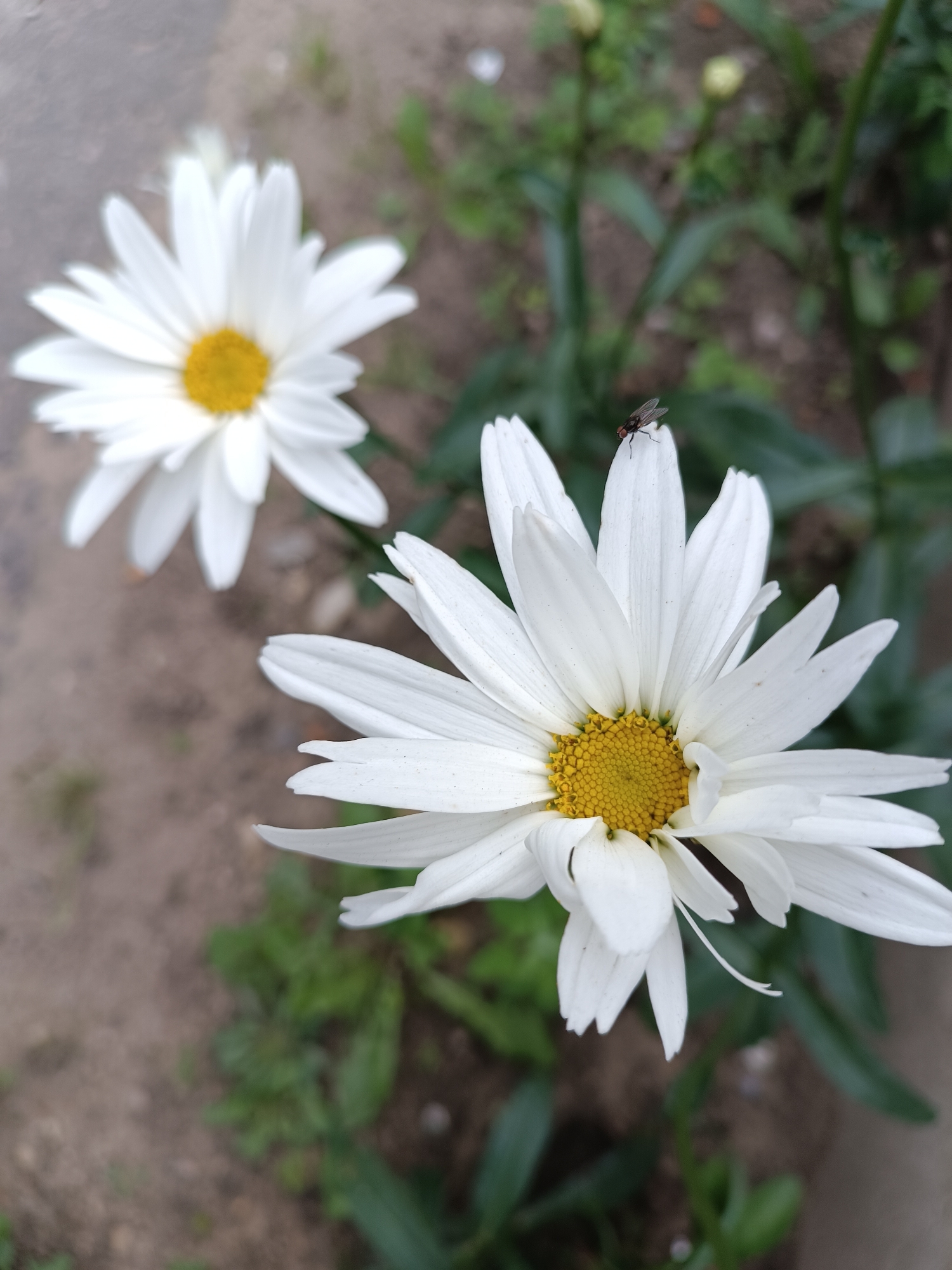 Two white daisies with yellow centers are shown, with one in the foreground being larger and closer to the camera. A small fly is perched on one of the petals of the foreground daisy. The background is blurred and appears to be an outdoor setting with dirt and greenery, possibly a garden or park area within the city of Bykovo, Russia.
