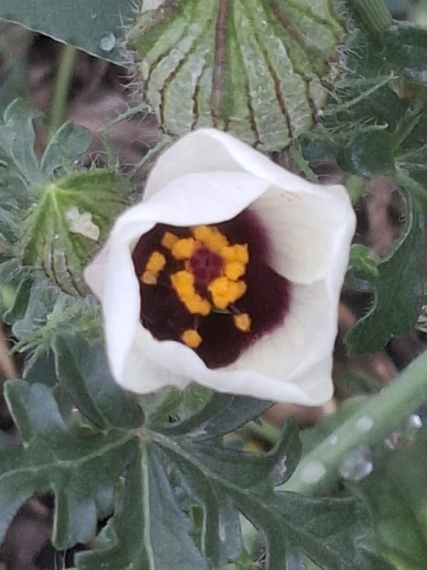 A close-up, high-angle shot captures a white flower with a dark purple center and bright yellow stamens. The flower is partially open, revealing its intricate details. Surrounding the bloom are green leaves and a few unopened flower buds. The background is blurred, suggesting a natural outdoor setting. The image is consistent with flora found in the city of Almaty, Kazakhstan, specifically in botanical gardens or natural green spaces within the urban environment.