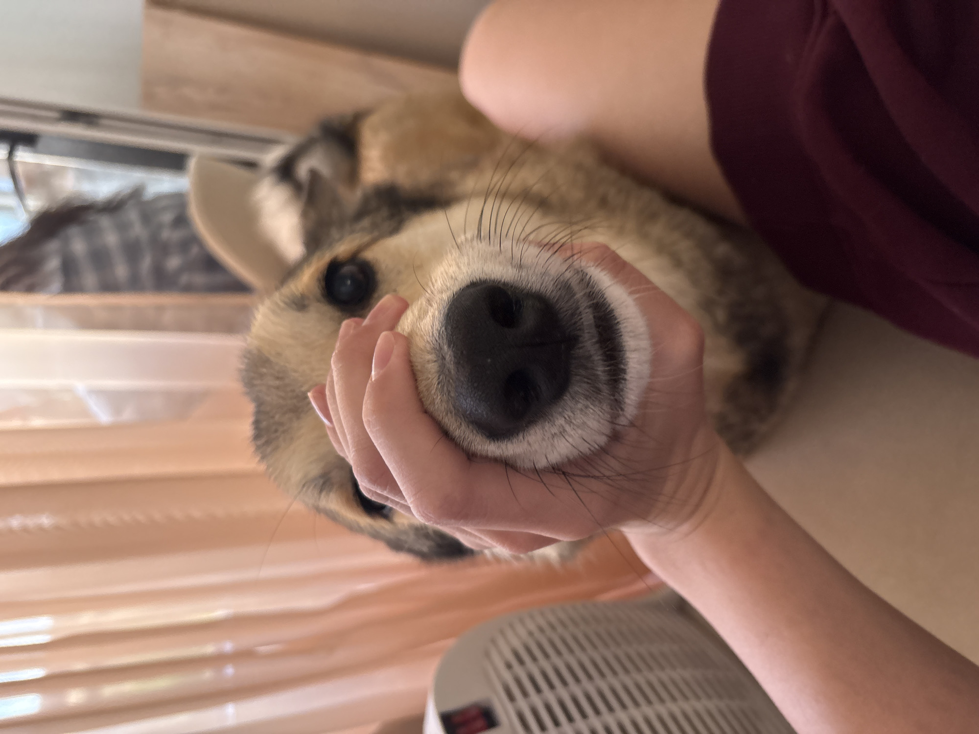 A close-up, slightly distorted image features a light brown and gray dog's snout being gently held by a human hand with pinkish-white skin. The dog's black nose is prominently centered. The dog's fur color transitions from light brown to gray. A hand holds the dog's snout. The background includes blurred elements of light brown blinds, a blurry striped object, and a person's torso wearing a maroon shirt. The specific location in the city of Krasnoyarsk, Russia cannot be determined.