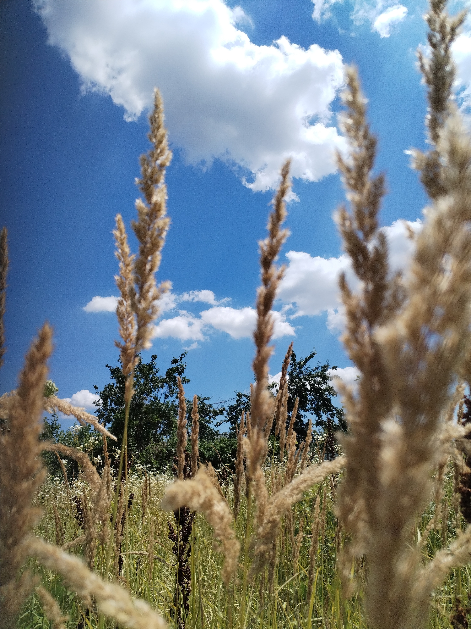 The image depicts a close-up view of tall, dry grass plumes in the foreground, set against a bright blue sky dotted with white, fluffy clouds. In the middle ground, a line of dark green trees forms a natural boundary. The scene appears to be an open field with scattered wildflowers, suggesting a rural or park-like setting. The photograph was taken in Dumbrăveni, Romania, on a sunny day.