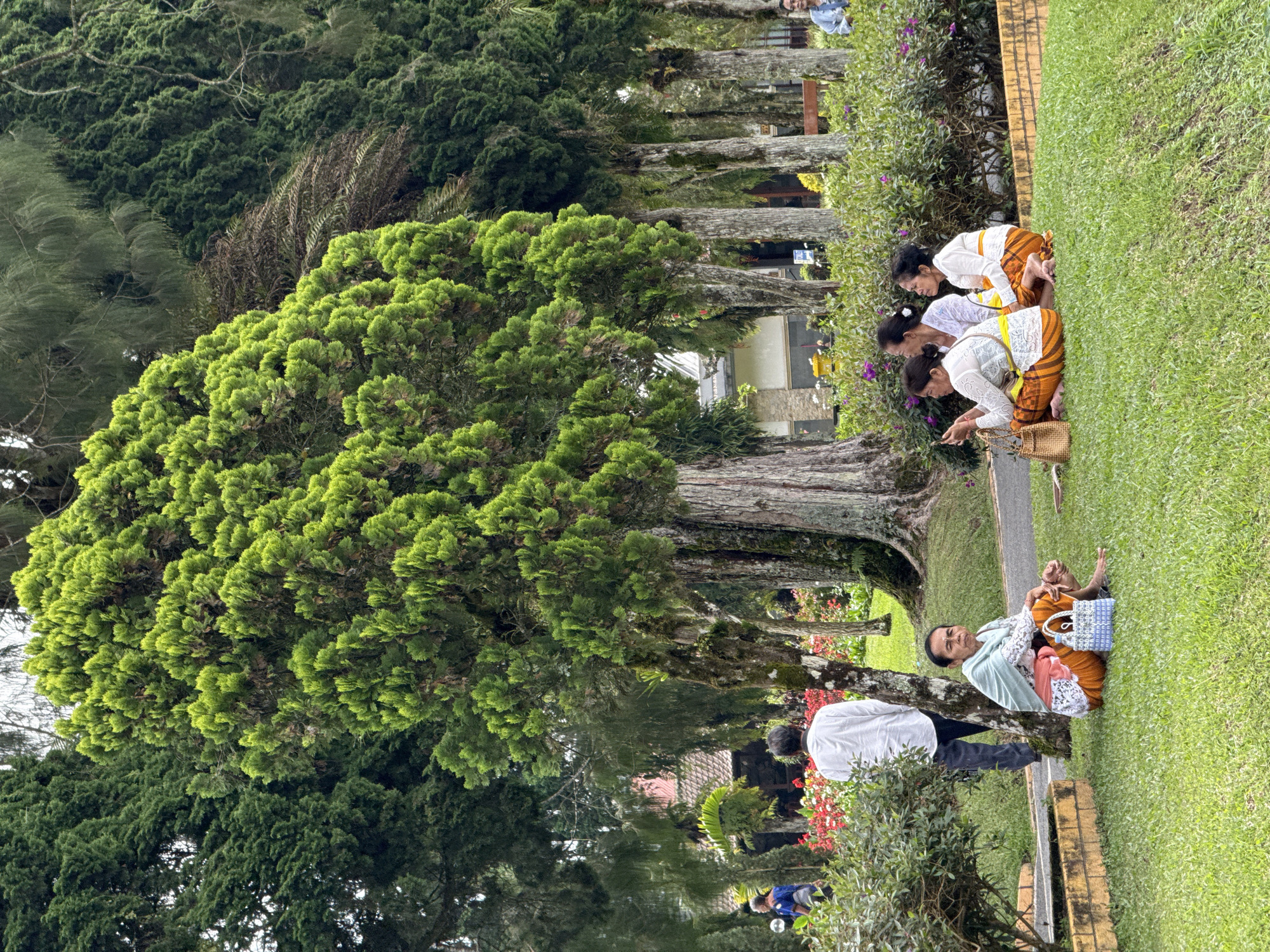 The scene captures a park setting in Baturiti, Indonesia, featuring a row of mature trees with lush green foliage lining a walkway. Along the walkway, three women dressed in traditional attire are kneeling on the grass, seemingly engaged in a focused activity; one is leaning forward, as if taking a picture with her phone. A man is seated on the grass nearby, also in traditional garb, appearing to be interacting with someone out of frame. A man in a light colored shirt is standing nearby as well. The grass is green, well-maintained, and bordered by a low brick wall. Additional trees and shrubbery fill the background, adding depth to the scene. People are also milling about in the background.