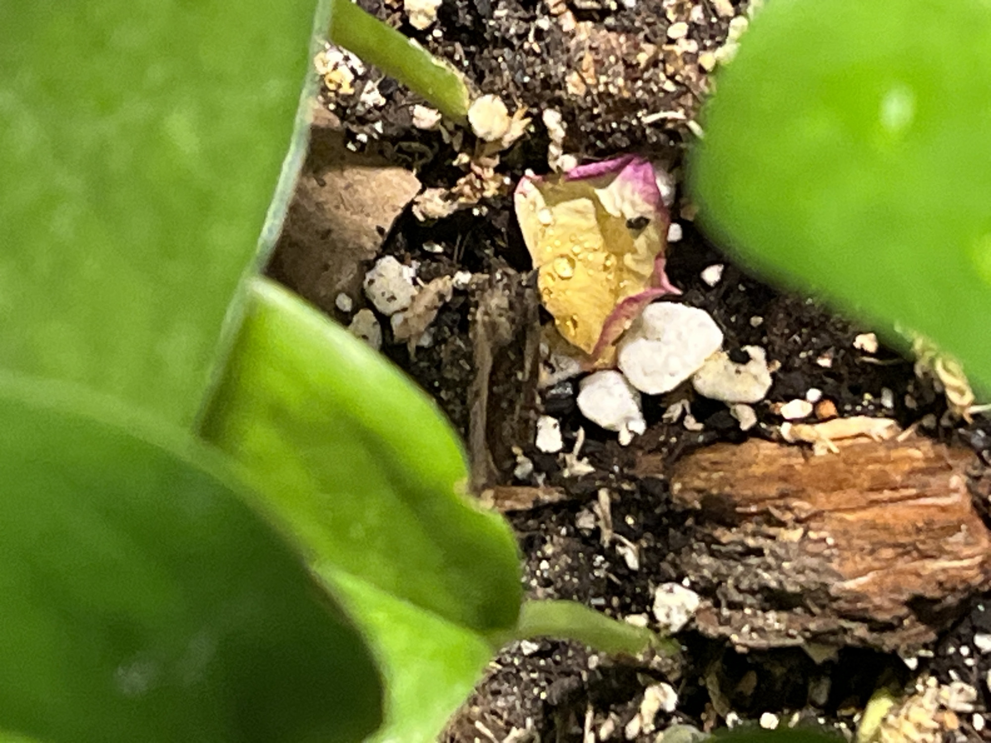 The image shows a close-up view of potting soil with a decaying rose petal. The petal is predominantly yellow with a pink edge and covered in water droplets. The soil contains white perlite granules and pieces of bark. Green leaves of a plant are partially visible in the foreground and background, obscuring the full view of the scene. The location and specific environment are unknown.