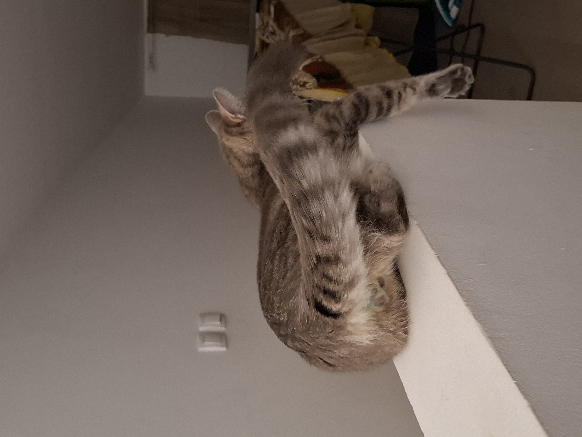 Two cats are perched on a white ledge. One cat is in the foreground, its body angled towards the right, with its hind legs hanging over the edge. It has gray and brown tabby markings. The second cat is behind the first, facing away from the camera, also with tabby markings. The background consists of a plain wall and a hint of a doorway with some items on shelves. The scene is indoors, likely in a residential setting. The location is not specified to be in Zemun, Serbia.