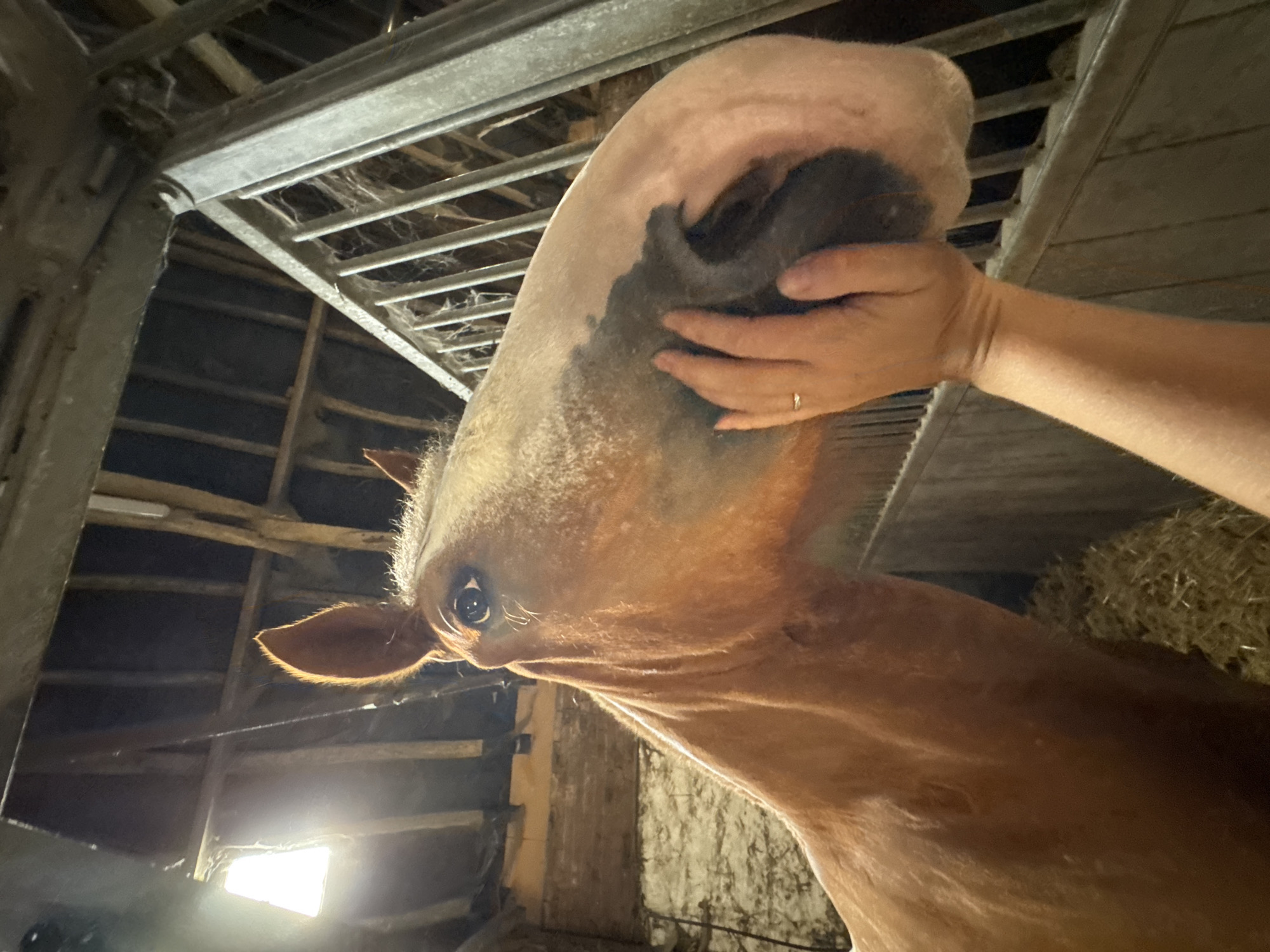 A low-angle, close-up shot captures the head of a brown horse inside a stable. The horse's muzzle is in sharp focus, with a human hand gently touching its face, a ring visible on one finger. The background reveals the rustic interior of the stable, with wooden beams, metal railings, and a pile of hay. The lighting suggests an indoor setting, possibly a barn or stable, with a bright light source visible in the upper left corner. The image offers a sense of intimacy and connection between the human and the animal. There is no information about the location in Estaimpuis, Belgium.