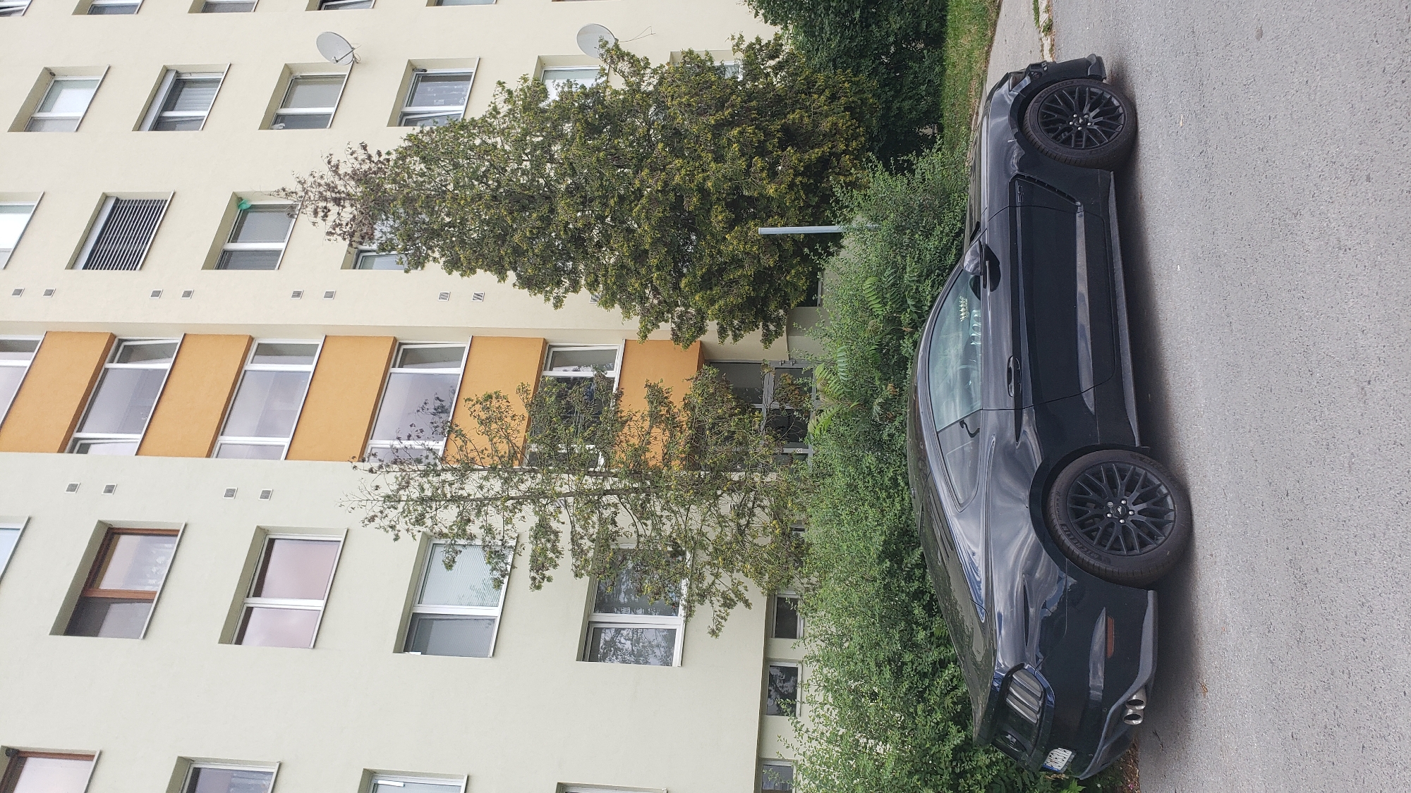 The image captures a black Ford Mustang parked on a paved street in front of a beige apartment building with orange accents. The building features numerous windows, some with dark frames and others with white. Two tall, slender evergreen trees stand between the car and the building. Dense green bushes line the base of the apartment building. The sky is not visible. The car appears to be a coupe model with black rims and a spoiler. The street surface is asphalt with some visible texture. The environment suggests an urban or suburban setting, consistent with locations in Prešov, Slovakia. There are no people visible in the image.