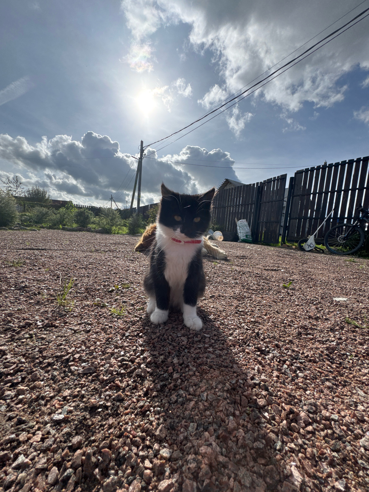 In Kempelevo, Russia, a black and white cat with a red collar sits on a gravel surface. The cat is facing the camera, with its front paws together. Behind the cat, a wooden fence encloses a yard. A bicycle is leaning against the fence. The sky is blue with dramatic clouds, and the sun is shining brightly. The scene appears to be outdoors, possibly in a rural or suburban setting.