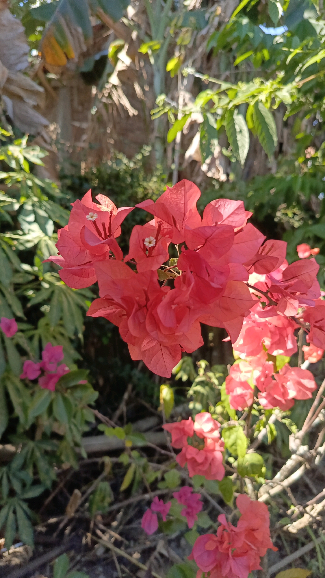 The image shows a close-up of bright pink bougainvillea flowers in bloom. The flowers are clustered together on branches, with some smaller, darker pink flowers visible in the background. The leaves of the bougainvillea plant are a vibrant green. The background is a blur of green foliage, suggesting a garden or natural setting. Sunlight is filtering through the leaves, creating highlights and shadows on the flowers. There are no people or man-made objects prominently featured in the image. The scene depicts a vibrant and natural display of flowering plants.