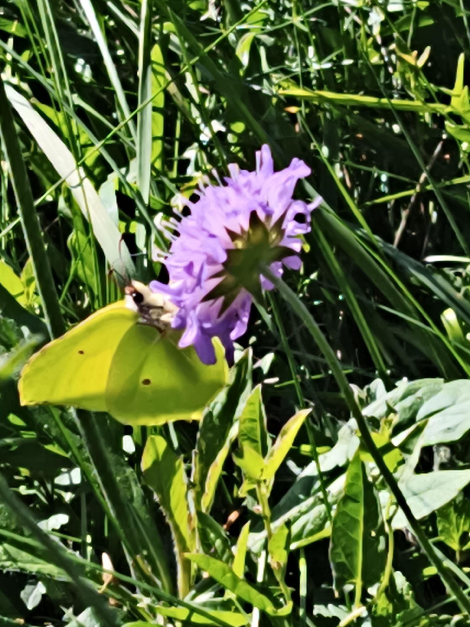 A bright yellow butterfly with dark spots on its wings rests on a blooming purple thistle-like flower. The butterfly's body is light brown and fuzzy, with black antennae. The flower has many delicate petals and is surrounded by lush green grass and leaves. The background is blurred, suggesting a natural outdoor setting in Pedase, Estonia. The lighting indicates it is daytime, with sunlight highlighting the vibrant colors of the butterfly and flower.