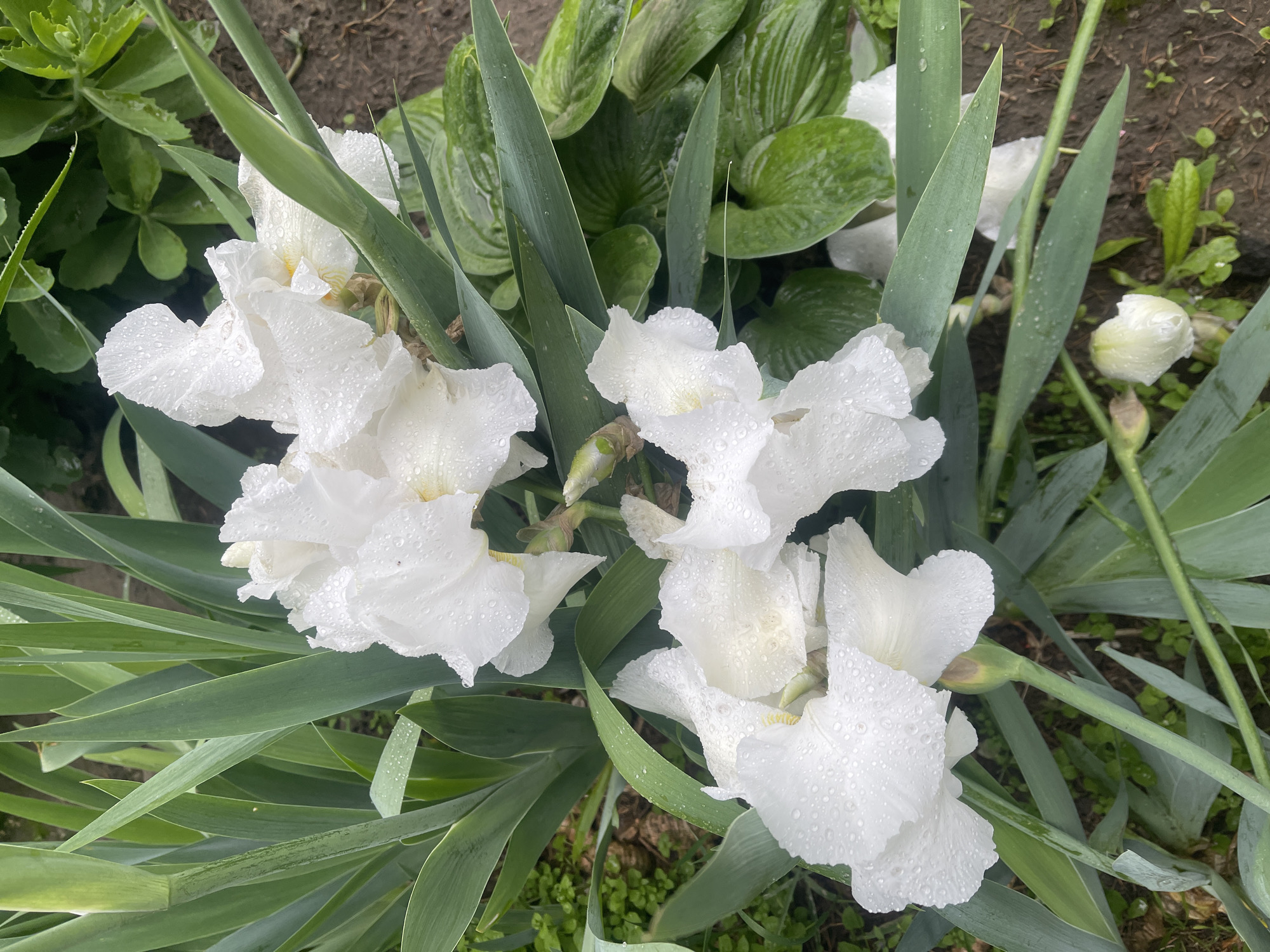 This media file presents a vibrant close-up of a garden scene in Poltava, Ukraine, focusing on several white Iris flowers and dense green foliage. The primary subjects are multiple white Irises, most of which are in full bloom, their delicate petals extensively covered in clear water droplets. One unopened Iris bud, also glistening with moisture, is visible on the right side of the frame, hinting at more blooms to come.
The Irises are surrounded by their distinctive long, sword-like green leaves, which also bear numerous water droplets, suggesting recent rainfall or heavy dew. Interspersed among the Irises and forming a lush background are broad, ribbed green leaves, likely belonging to Hosta plants. Patches of dark, moist soil and smaller green ground cover plants are visible, grounding the scene in a natural, outdoor setting.
The lighting is soft and diffused, indicating an overcast sky or possibly early morning/late afternoon, which highlights the natural freshness of the plants without harsh shadows. No human activity is depicted, nor is any text visible. The overall impression is one of serene natural beauty, tranquility, and the invigorating aftermath of rain in a cultivated garden.