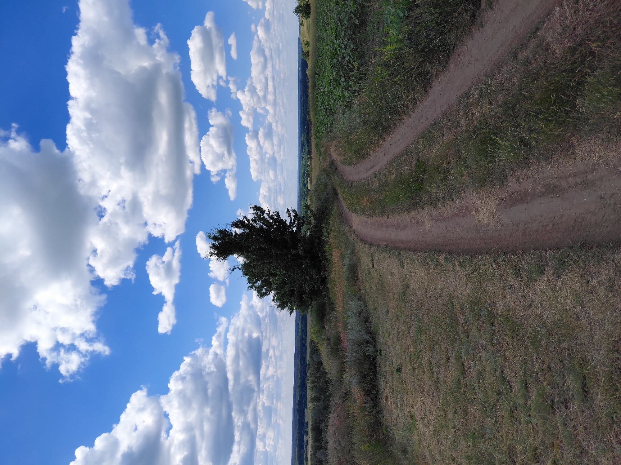 This image depicts a rural landscape in Ustyvytsia, Ukraine. A dirt road, with two distinct tracks, curves from the foreground into the middle ground, heading towards a stand of trees. To the right of the road, a field of green crops, possibly sunflowers, is visible. The terrain is gently rolling, with dry grass and scattered bushes in the foreground and on the left side of the road. In the background, a distant treeline stretches across the horizon, with a hazy sky filled with fluffy white cumulus clouds above a clear blue sky. No people or animals are present in the scene.