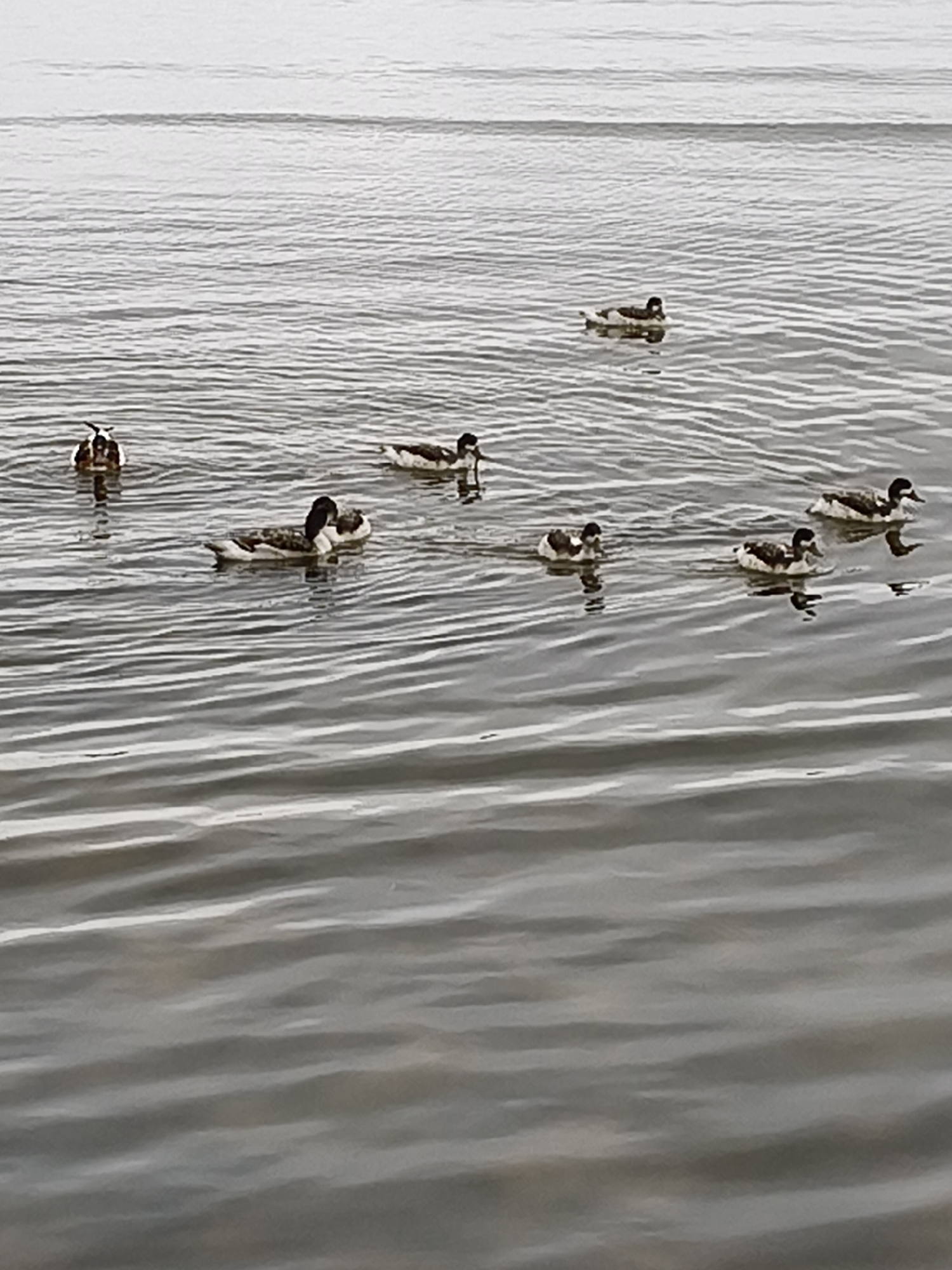 A group of eight ducks are swimming in the rippling water of a lake or sea. The ducks are a mix of brown and white with black markings on their heads and backs. They are scattered across the water, with some swimming together and others more isolated. The water is calm, with gentle waves and reflections of the sky. The scene is serene and natural. The location is the sea near Bigauņciems, Latvia.