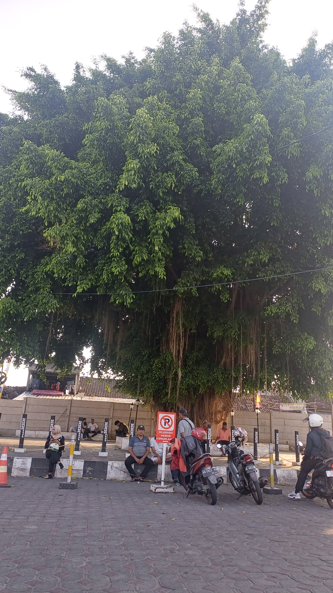 The image depicts a scene in front of a large banyan tree in the city of Klaten, Indonesia. The tree's branches are lush with green leaves, and aerial roots hang down towards the ground. In the foreground, there is a paved area with several people sitting and standing. Two motorcycles are parked on the right side of the image. A red and white parking sign is visible, indicating "DILARANG PARKIR" (No Parking). Several people are seated on a low wall or curb, some under the shade of the tree. The background shows buildings with tiled roofs and a wall. The lighting suggests it is daytime, possibly late afternoon due to the warm tones.