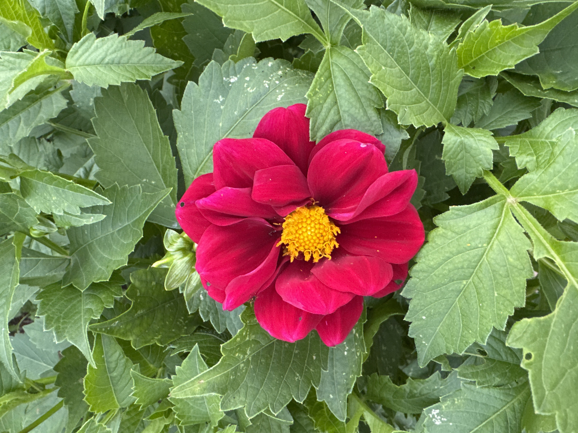 A close-up, overhead shot captures a vibrant, deep pink dahlia in full bloom, nestled amongst lush green foliage. The dahlia's petals are a rich, velvety pink, with a bright yellow, textured center. The surrounding leaves are a deep green, with serrated edges and visible veins. Some leaves show slight imperfections, such as small holes or light spotting. The lighting suggests it is daytime, likely outdoors. There is no indication of the city of Pozdyshki, Russia in this image.