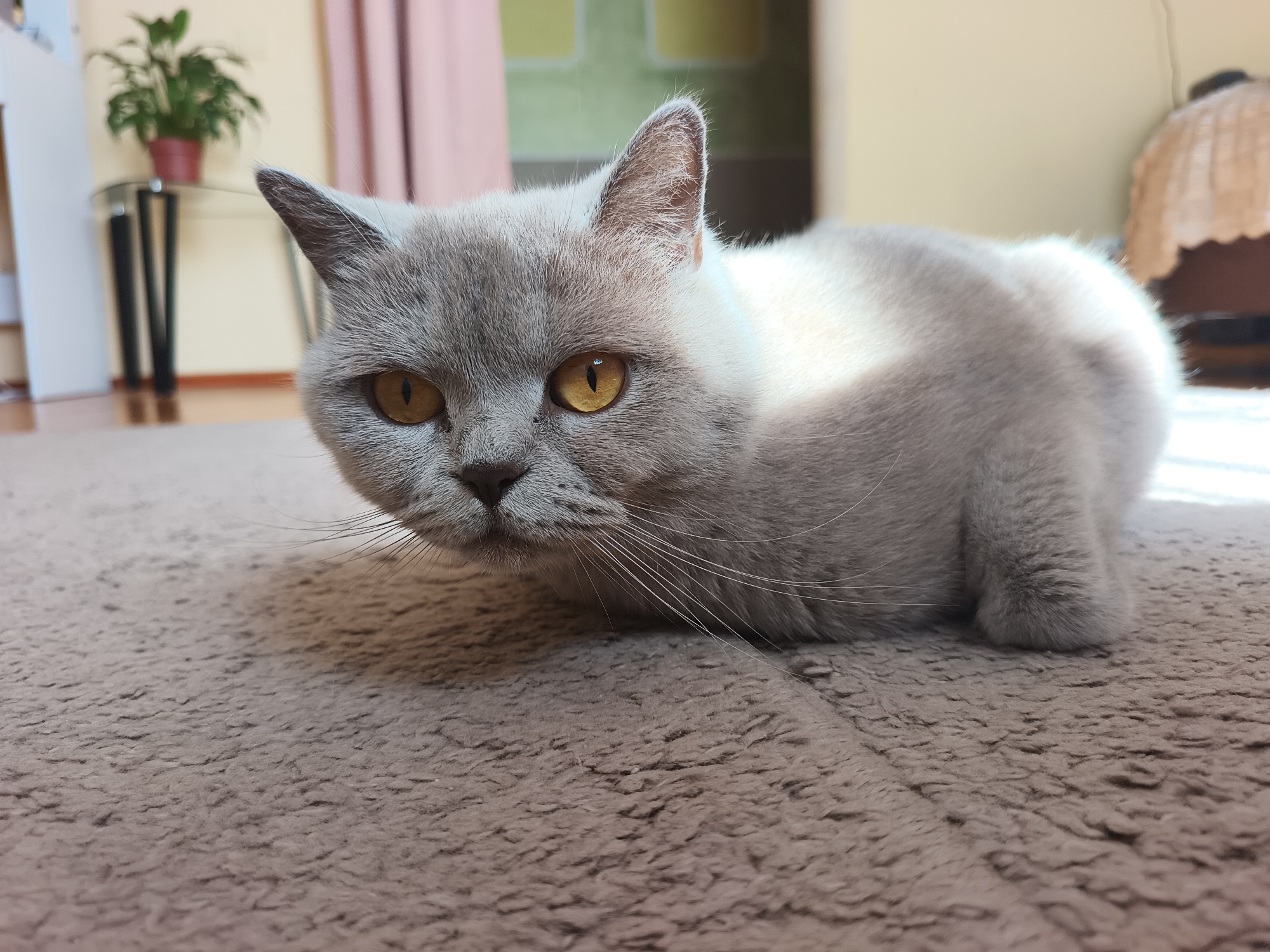 A light grey British Shorthair cat with bright orange eyes is lying on a brown carpet. The cat is looking directly at the camera. Sunlight is illuminating the cat's back and side. In the background, there is a glass table with a potted plant, a pink curtain, and a wall with a geometric pattern. The scene appears to be indoors, likely in a living room. There is no discernible information to associate this image with the city of Ternopil, Ukraine.