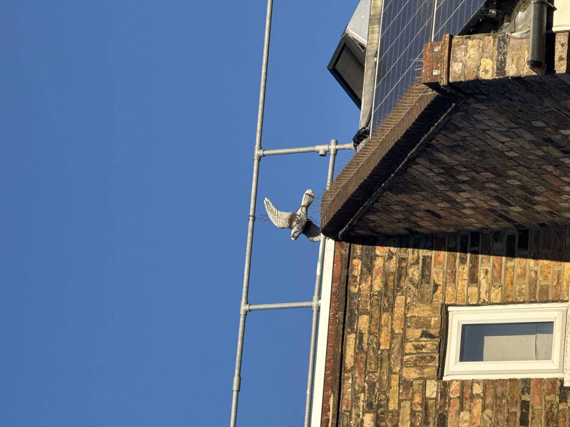 The image captures a detailed vertical section of a building facade against a vibrant, clear blue sky. The building is constructed from varied shades of brickwork, predominantly yellowish-brown with hints of red, suggesting an older, weathered structure.
A striking element in the foreground is a realistic bird of prey decoy, likely a falcon or hawk, suspended in mid-flight from a grey metal pole structure. The decoy exhibits intricate feather details in white, grey, and brown, with wings outstretched as if soaring. This metal structure, resembling scaffolding or an antenna pole, runs vertically along the left side of the building, supporting the decoy at mid-height.
At the top of the building, solar panels are visible, angled upwards, indicating a modern energy installation. Directly beneath these panels, along a brick ledge, rows of anti-bird spikes are installed, designed to deter birds from roosting. A modern, white-framed rectangular window is partially visible on the lower right of the brick facade.
The bright sunlight casts clear shadows, suggesting a sunny daytime, possibly morning or afternoon, with no clouds in the sky. The combination of historical brickwork with contemporary solar panels and bird deterrents points to an urban environment, consistent with locations like London, United Kingdom. No people or discernible text are present in the image.