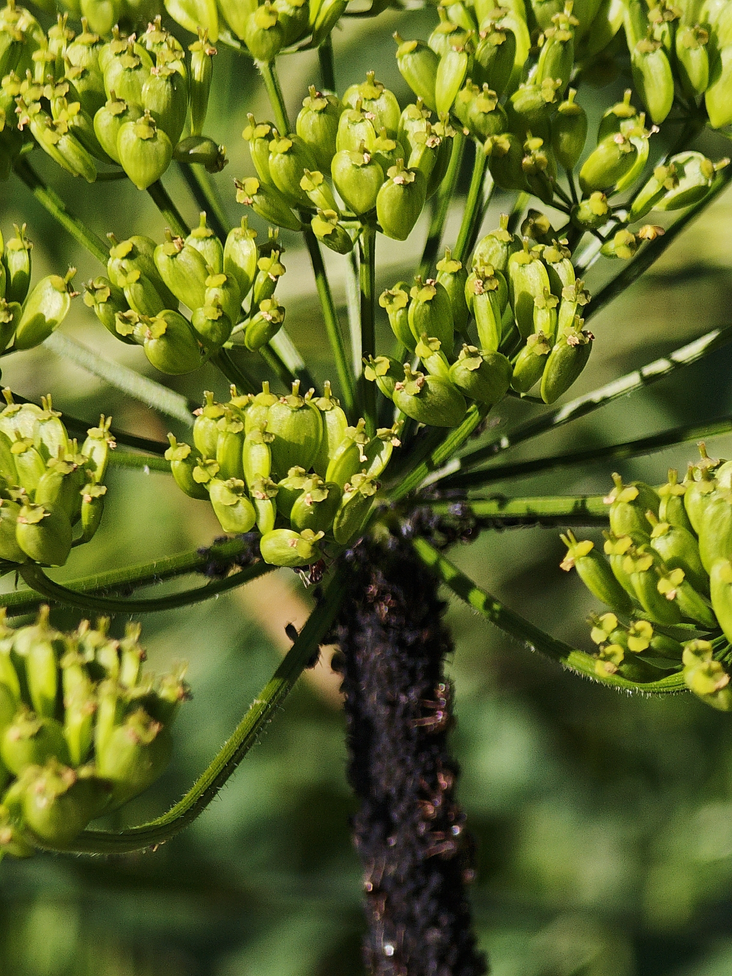 The image is a close-up, macro photograph of a cluster of green, unripe seed pods on a plant. The seed pods are small, oval-shaped, and arranged in umbels, typical of plants in the Apiaceae family. Each pod has a small, lighter green tip and appears to be developing small, yellow-tinged remnants of flowers at its base. The stems are thin and green, with a slightly fuzzy texture visible on some. In the center of the image, a dark, textured stem or stalk is visible, appearing rough and possibly dried or covered in debris. The background is a soft blur of green foliage, indicating an outdoor, natural setting. The lighting suggests natural sunlight, casting subtle shadows and highlighting the textures of the plant. The image focuses on the intricate details of the plant's reproductive structures. There is no indication of human presence or any urban elements. The reference to "Ковригино, Russia" is extraneous information not derivable from the visual content of the image.