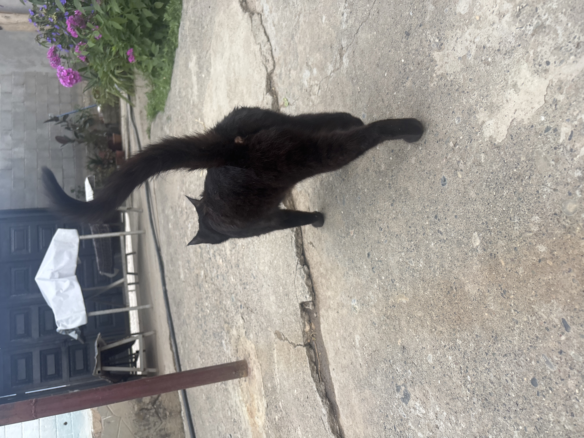 In an outdoor paved area, a black cat with a raised tail is walking away from the camera. The cat has a light brown mark on its hindquarters. The paved area is cracked in places. In the background, there is a dark wooden door, a white tarp covering an object, and some pink and purple flowers. A red pole is visible on the left side of the image. The environment appears to be a residential backyard or alleyway.