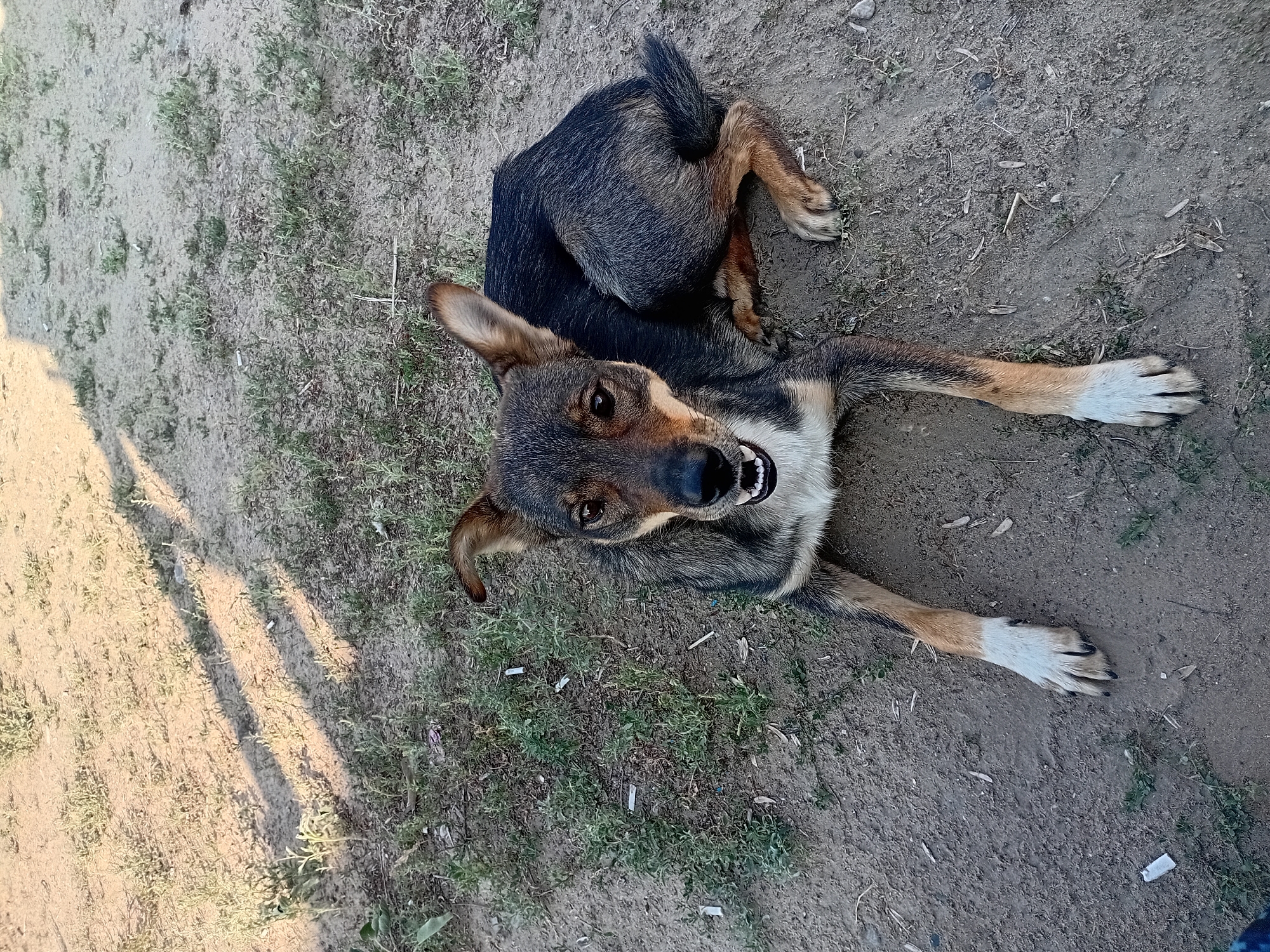 A medium-sized dog with brown and black fur is lying on the ground, looking up at the camera. The dog's mouth is open, and its tongue is visible. The ground is covered in dry dirt and sparse green grass. In the background, there are shadows cast by what appears to be vegetation or possibly a fence. The scene is outdoors and appears to be in a dry, unpaved area. This location is identified as Semey, Kazakhstan.