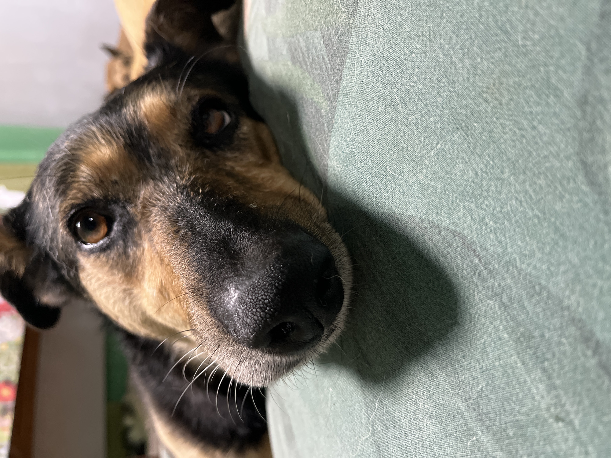 This is a close-up, low-angle photograph of a domestic dog lying on a green, textured surface, possibly a bed or sofa. The dog's head is angled towards the viewer, with its muzzle and right eye prominently in focus. The dog has dark fur with tan markings around its eyes and muzzle, and its whiskers are visible. The background is blurred, showing hints of other objects and colors, suggesting an indoor setting. There is no information provided about the location in Nizhny Tagil, Russia.