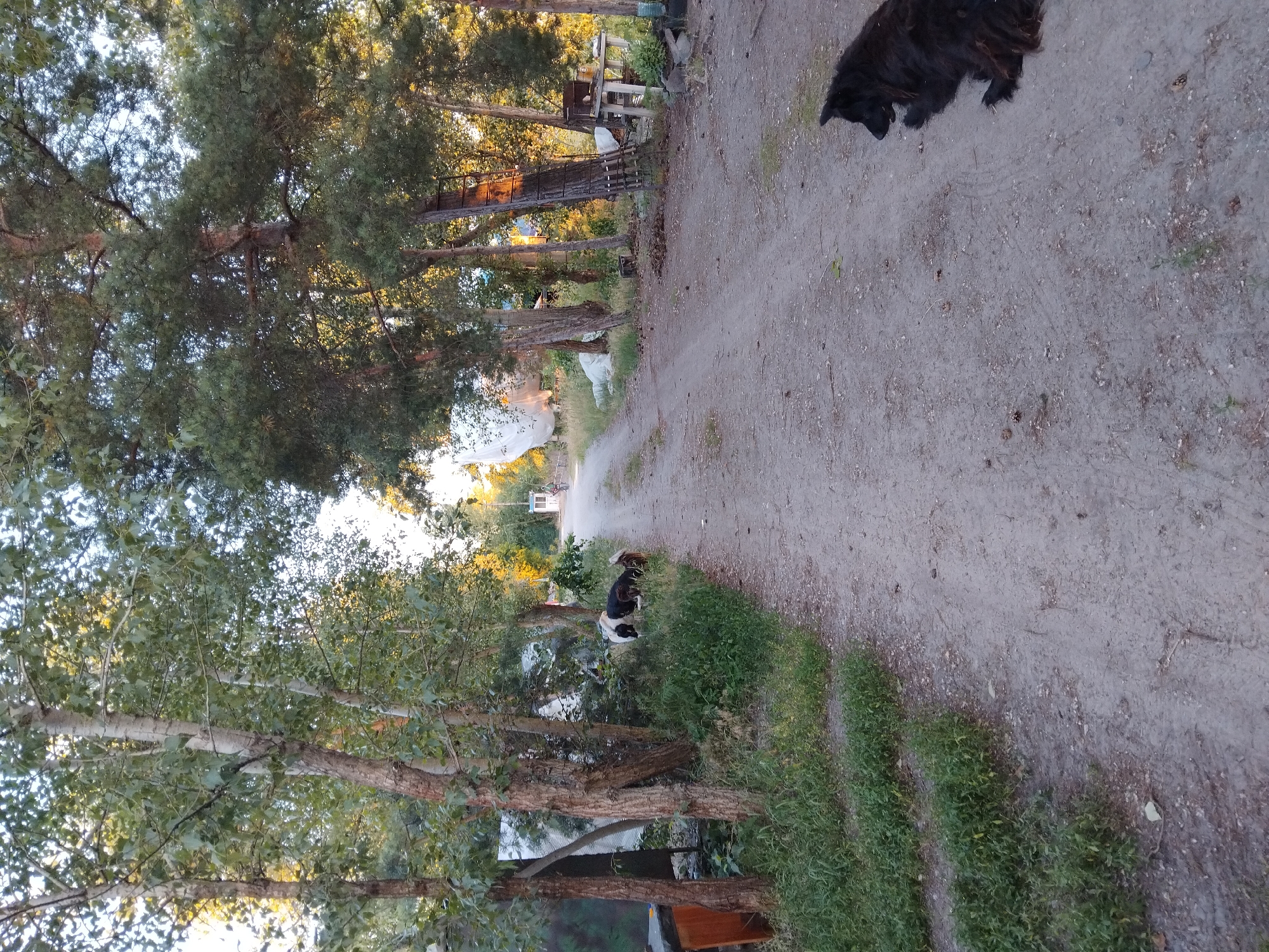 The image depicts a dirt road in a rural or semi-rural area, possibly on the outskirts of Kyiv, Ukraine, given the context of the request. The road is flanked by trees on both sides, with some vegetation and debris present along the edges.
In the foreground, a black dog is lying on the right side of the road, facing away from the camera. Further down the road, on the left side, two goats are grazing near some bushes and trees. One goat is black and white, and the other is predominantly black with some white markings.
The background reveals more trees and what appears to be some structures or enclosures, possibly related to a farm or an industrial area, including a white, tent-like structure. A small white building with a blue roof is visible further down the road. The lighting suggests it is either early morning or late afternoon. The overall scene is one of a quiet, somewhat unkempt outdoor environment.