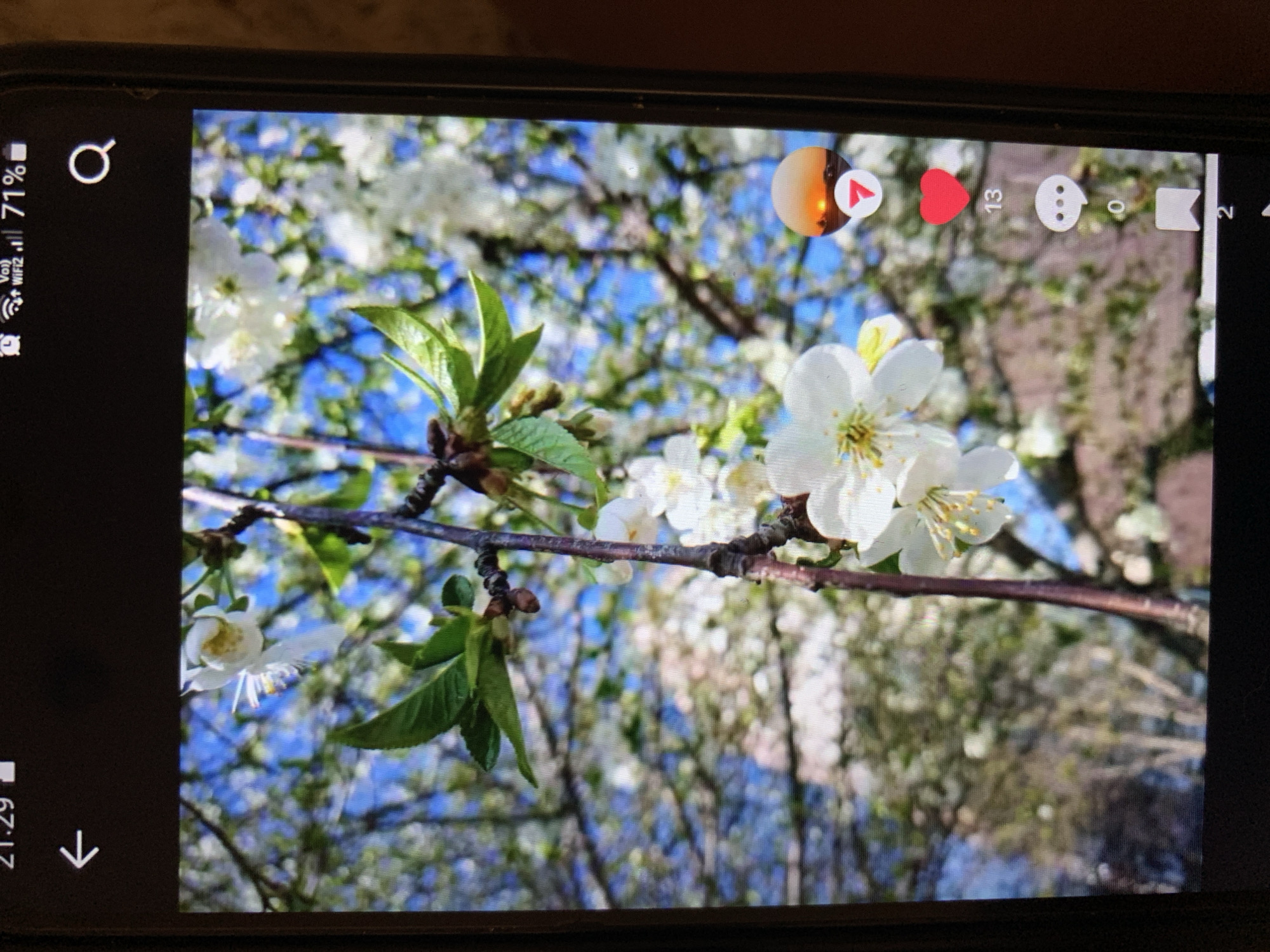 The image shows a close-up of a flowering tree, likely a cherry tree, with white blossoms and green leaves against a bright blue sky. The tree's branches are dark and textured. On the right side of the image, there are several icons typical of a social media interface: a paper airplane icon with a number '7' below it, a red heart icon with the number '13' beneath it, a speech bubble icon with the number '0' below it, and a bookmark icon with the number '2' at the bottom. The image is taken on a mobile phone, as indicated by the status bar at the top showing the time '21:29', Wi-Fi signal, and battery level '71%'. The phone screen displays the image and interface elements. The scene is a close-up of nature, with no people visible. The exact location in the city of Lymanka, Ukraine, cannot be determined from the image alone.