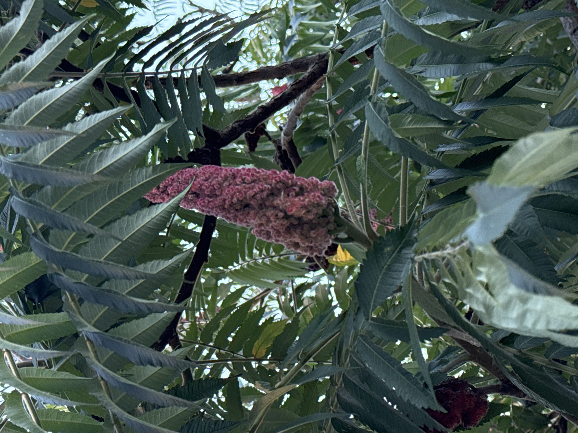 This media file is a close-up, angled shot of the seed cones of a Staghorn Sumac tree, surrounded by its compound leaves. The seed cones are a deep pinkish-red, with a fuzzy, textured appearance, and are clustered together. The leaves are a dark green, serrated, and appear somewhat leathery. They are arranged in a pinnately compound fashion, with many small leaflets stemming from a central stalk. The background is a blur of more green foliage and bright, dappled light, suggesting an outdoor setting. There are no people or animals visible. The lighting and the lush green of the leaves suggest daytime, likely during warmer months when the seed cones are mature. The overall impression is one of natural growth and the details of a specific plant. No text is visible in the image.
