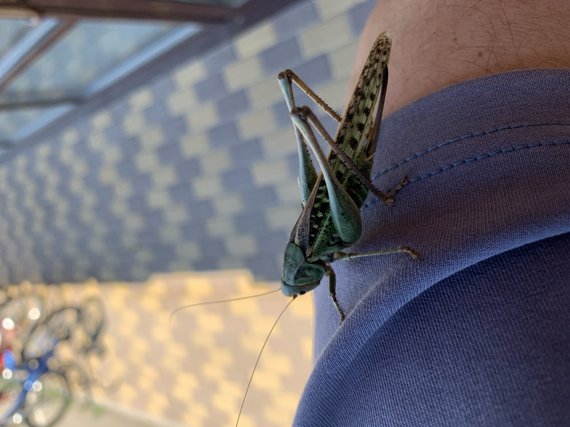 A close-up, eye-level shot features a large, green grasshopper perched on the purple fabric of a person's clothing. The grasshopper is positioned facing left, with its antennae extending forward. Its body displays intricate patterns of green and brown. In the blurred background, a tiled patio area is visible, with some sunlight creating a dappled effect. Further in the background, out of focus, is a bicycle with blue and red accents. The scene suggests an outdoor setting, possibly in a residential area or park. The location is identified as Kropotkin, Russia, though no specific landmarks confirm this. The overall atmosphere is calm and observational.