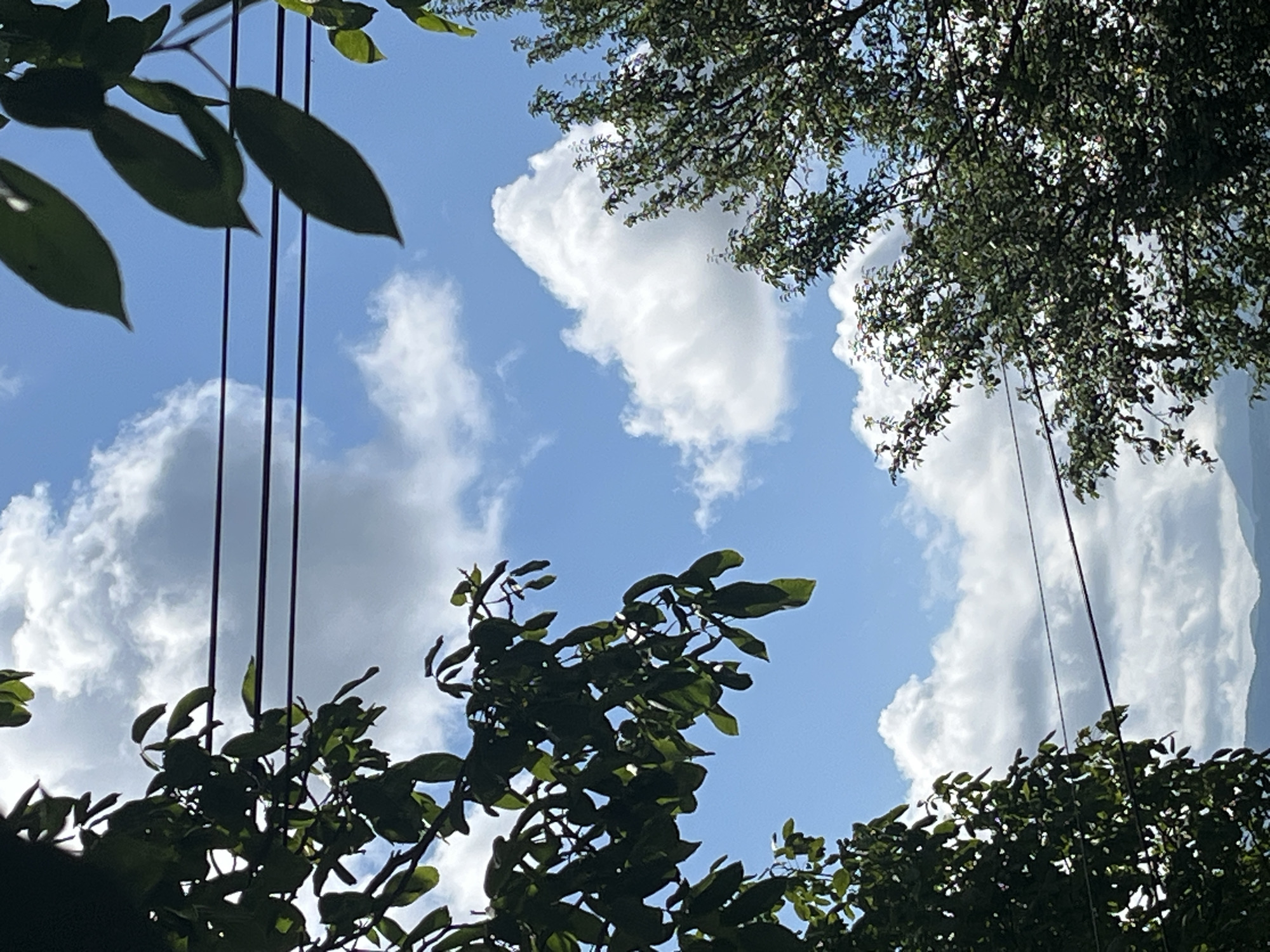 The image is a medium shot, taken outdoors, showing a view of the sky through the branches of trees. The sky is a vibrant blue, with scattered white cumulus clouds. Three dark power lines are visible horizontally across the frame, passing between the trees. The trees have lush green leaves and appear to be in full foliage, suggesting a warm season. In the distance, faint outlines of mountains can be seen against the horizon. The lighting suggests it is daytime, with the sun likely high in the sky, casting shadows on the leaves. There are no people or animals visible in the image. The overall scene is natural and serene, with a hint of human infrastructure in the form of the power lines.