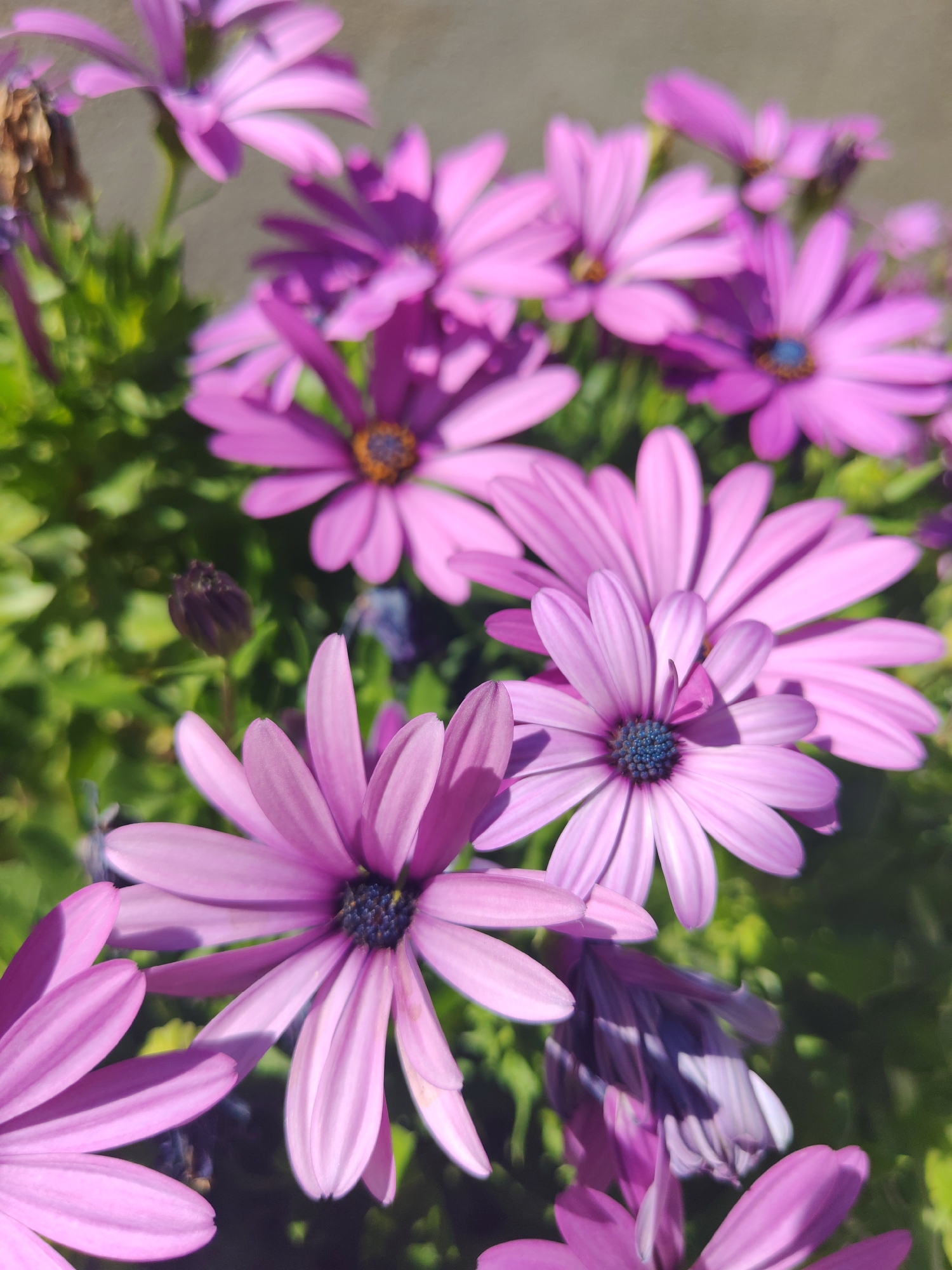 The image captures a close-up, overhead view of a cluster of vibrant purple daisy-like flowers. The petals are delicate and appear to be made of thin material, with some showing slight translucency and natural imperfections. The centers of some flowers are dark with a blueish hue, while others have a more muted orange center. In the background, lush green foliage is visible, providing a natural and soft backdrop. The lighting suggests an outdoor setting, possibly a garden or a natural landscape, with sunlight casting subtle shadows on the petals. The image is focused on the flowers, with the background slightly blurred, drawing attention to the intricate details of the blossoms. There is a closed flower bud, a darker shade of purple, also visible among the open blooms, suggesting a stage of growth and development within the floral arrangement. The overall scene evokes a sense of natural beauty and tranquility. No specific location within Sabunchu Raion, Azerbaijan is discernible from the image itself; the context of its location is external information.