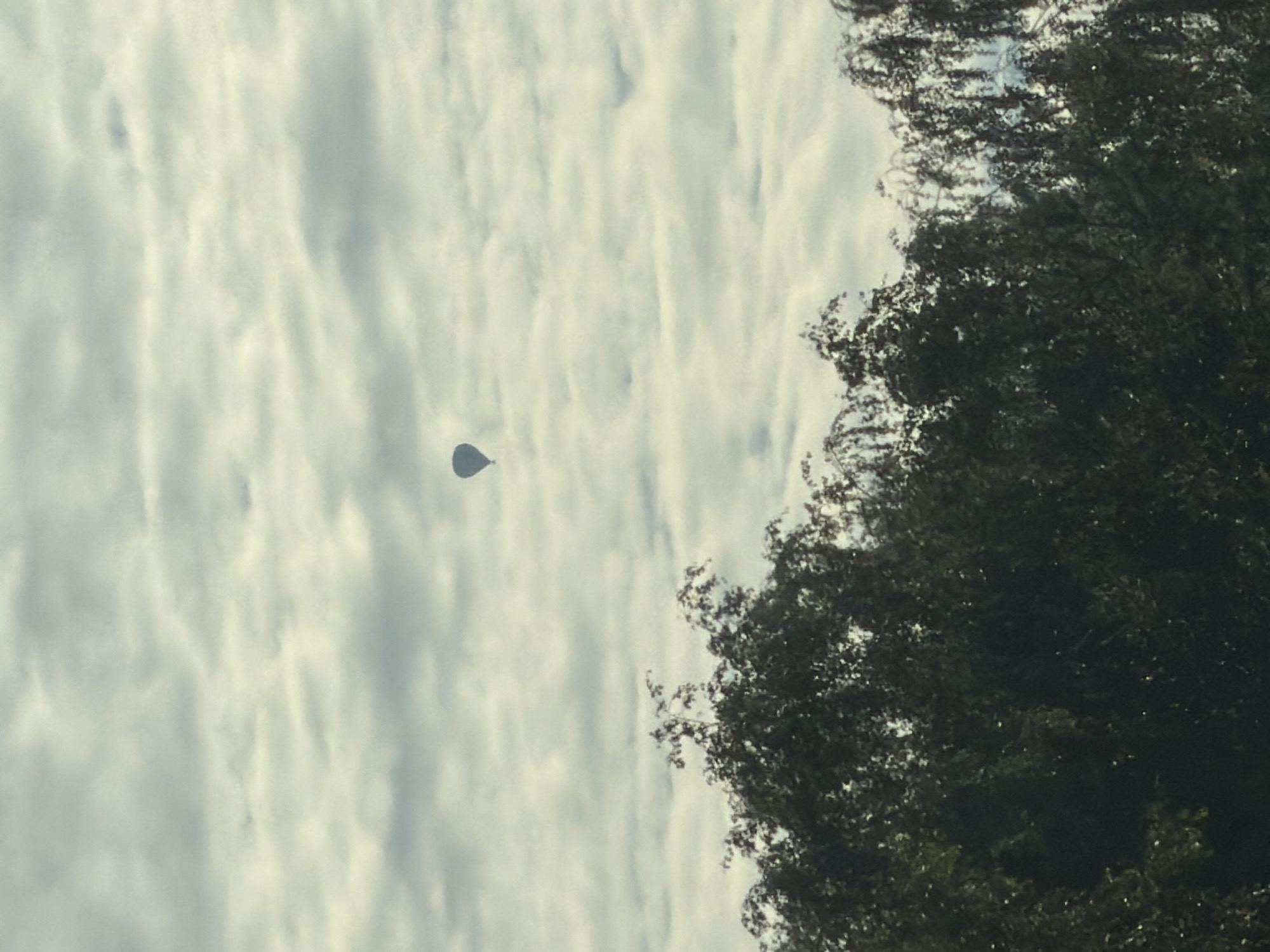 A hot air balloon is seen floating in a cloudy sky above a canopy of dark green trees. The balloon is a dark silhouette against the overcast sky. The trees are dense and appear to be in full foliage. The overall scene suggests a natural outdoor environment with a solitary balloon in the distance.