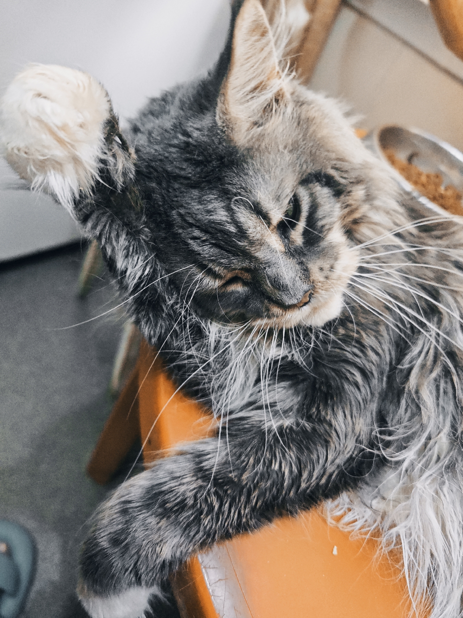A close-up, high-angle shot captures a long-haired tabby cat with prominent whiskers resting its head on an orange surface, possibly a chair or table. The cat's left paw is raised near its face, with a fluffy white tuft visible. The cat's fur exhibits a mix of gray, black, and lighter brown tabby markings. In the background, a silver bowl filled with kibble is partially visible, along with blurred hints of furniture and a wall. The lighting creates a slightly dreamy or artistic effect. There is no visible information about the city of Abakan, Russia, or any people in the image.