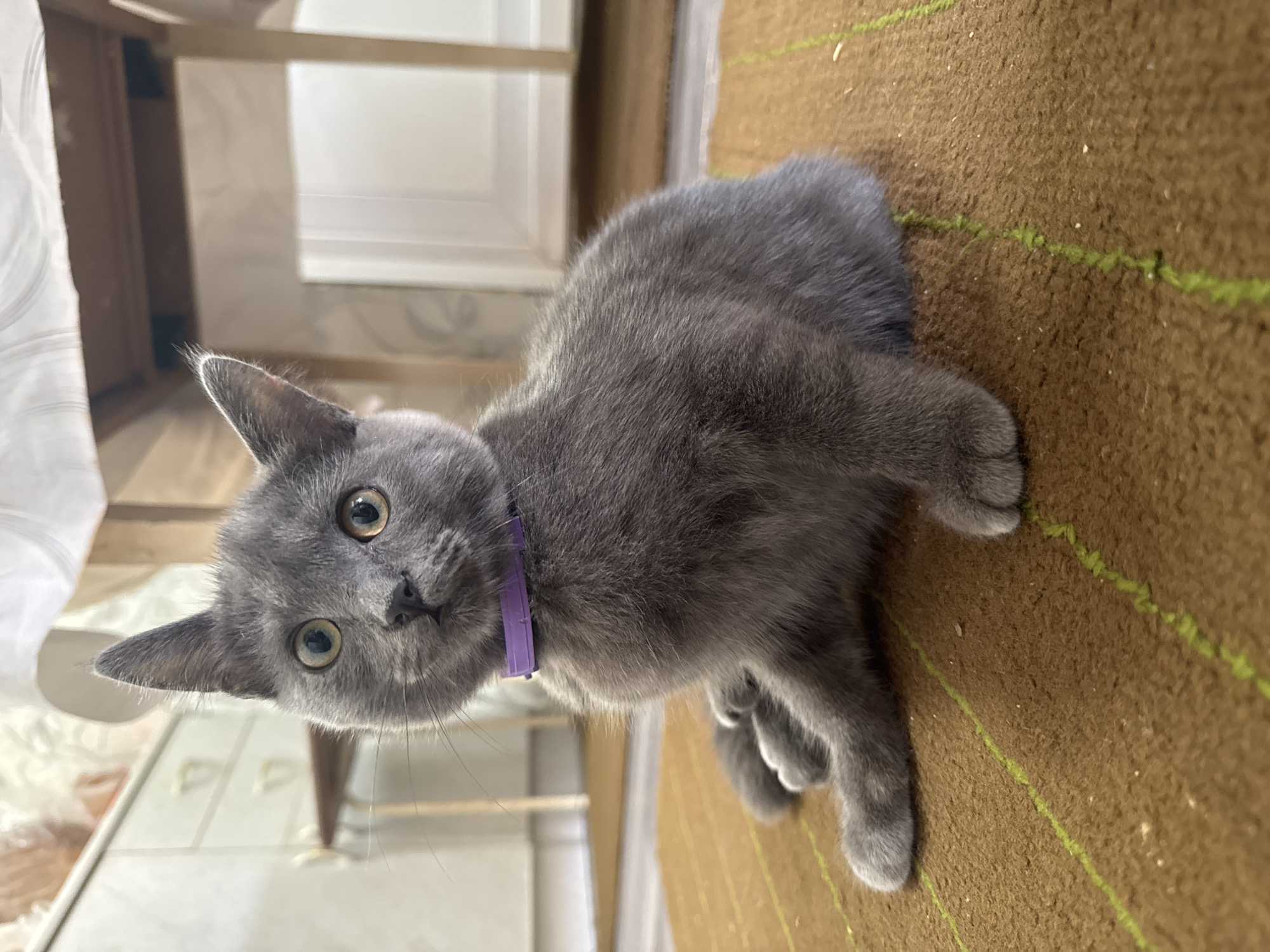 A gray kitten with a purple collar is lying on a brown rug with thin green stripes. The kitten is facing the viewer with its head tilted to the left. The background includes a tiled floor and a partially visible white table or chair. The location is unspecified but I have no information about it being in the city of Nizhnyaya Gar', Russia, and it is irrelevant to the current scene.
