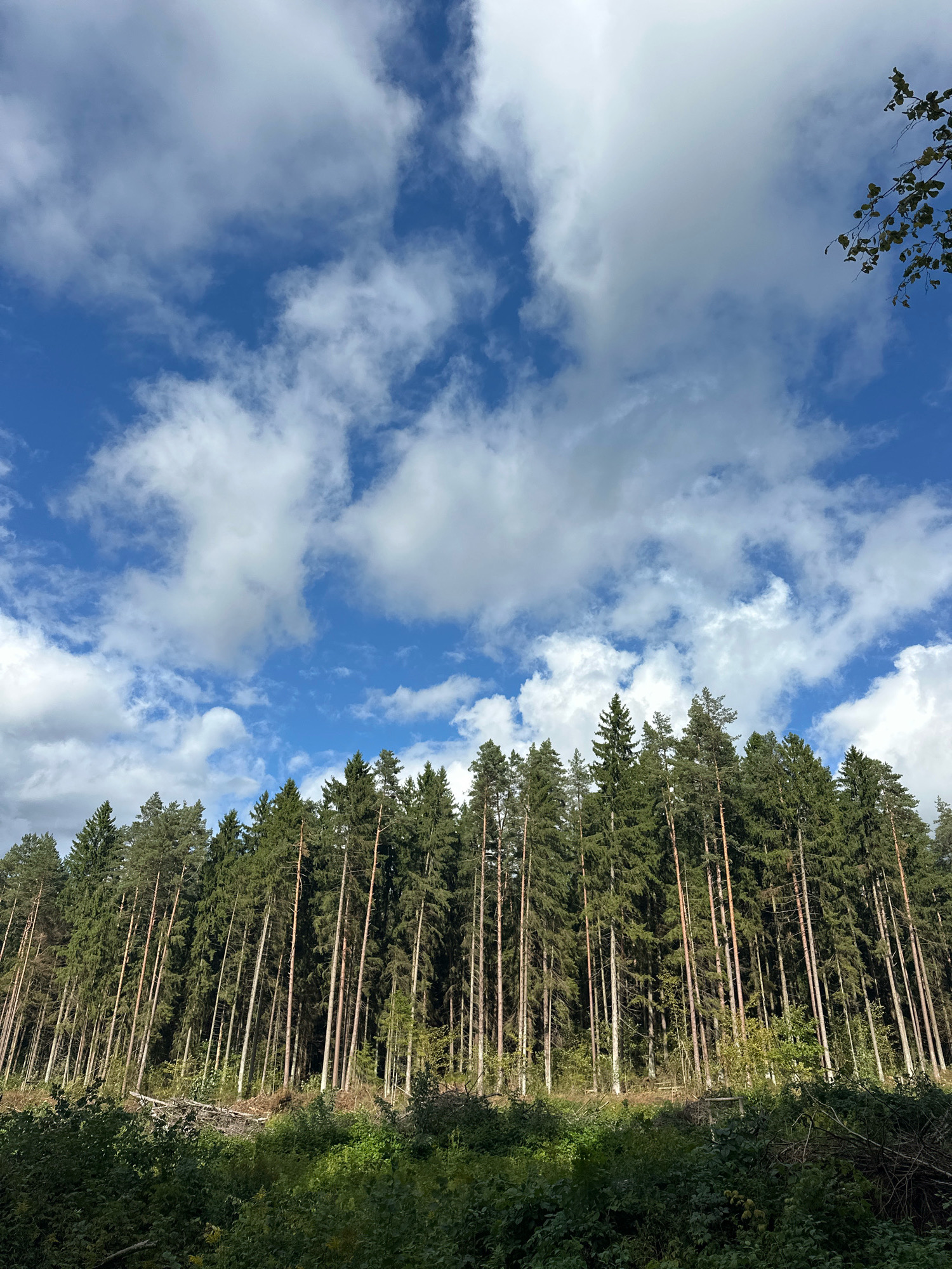 A low-angle, full-frame shot captures a dense forest of tall, slender pine trees under a bright blue sky dotted with fluffy white clouds. The trees form a dark green wall that dominates the lower two-thirds of the image. Their trunks are mostly thin and brown, with some showing reddish-brown bark. The forest floor at the base of the trees is sparsely covered with green undergrowth and some fallen branches. A small patch of cleared land or undergrowth is visible in the foreground, with more vegetation. In the upper right corner, a branch with green leaves extends into the frame from outside the image. The scene appears to be a natural wooded area within or near Калодзішчанскі сельскі Савет, Belarus. There are no people or animals visible in the image.