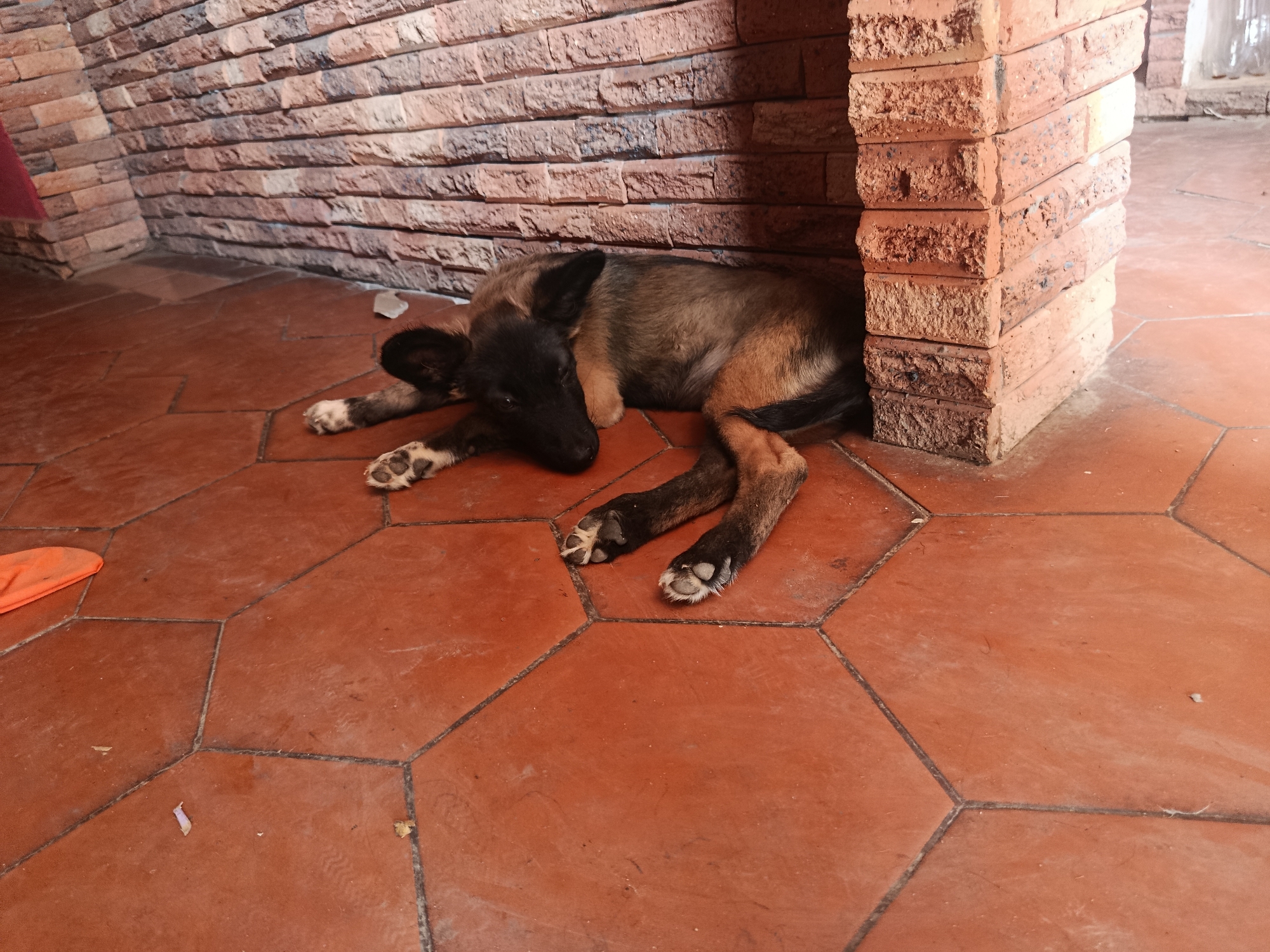 A medium-sized brown and black dog is lying down on a red tile floor next to a brick wall and a brick pillar. The dog is positioned with its head near the wall and its body extended on the floor. The environment appears to be an indoor or covered area with a combination of brick and tile construction. There is an orange object visible on the left side of the floor. The location is described as Juan Griego, Venezuela.