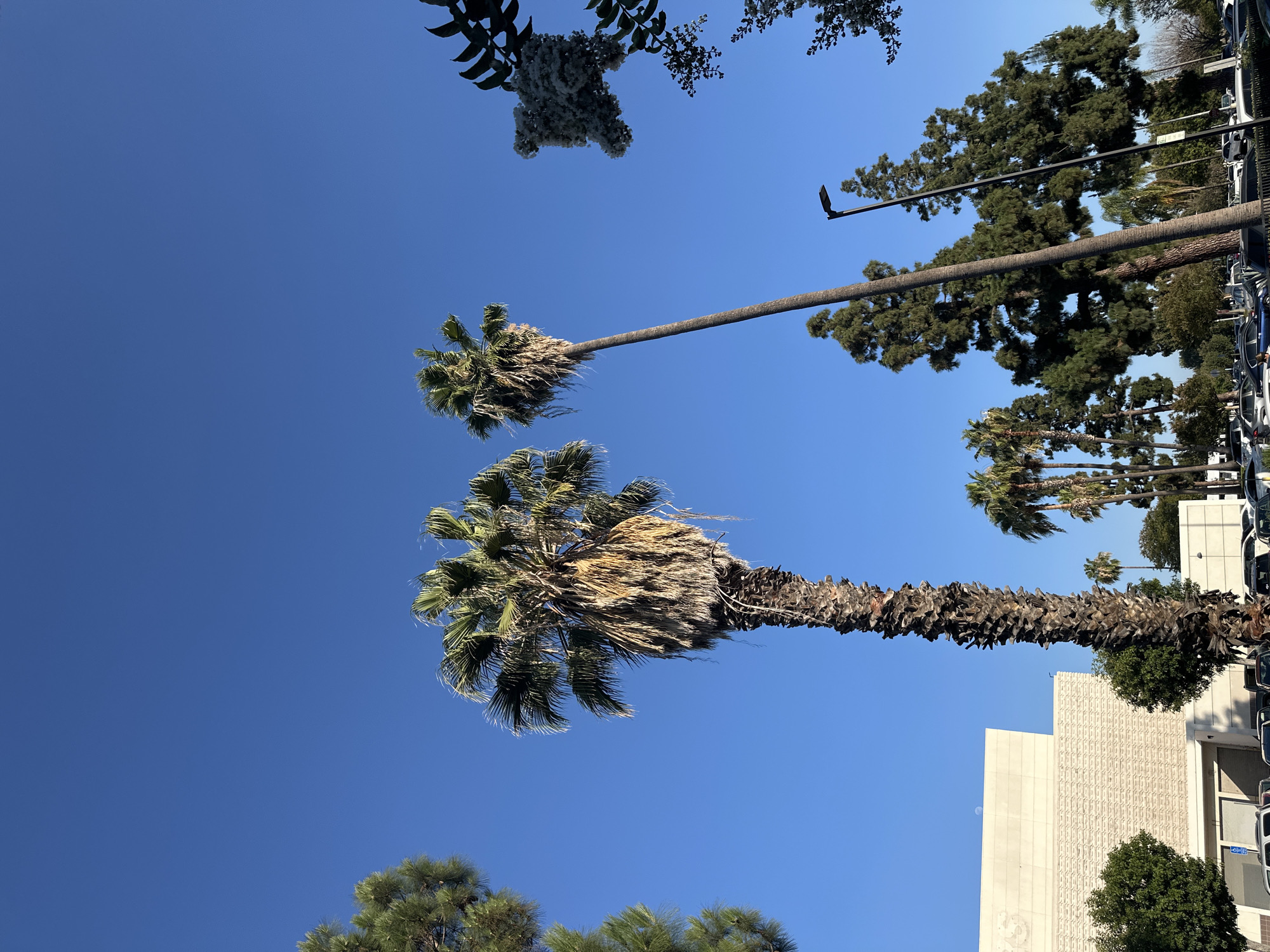 This is a vertical, low-angle shot of a clear blue sky with palm trees and buildings. Two large palm trees dominate the foreground, their fronds appearing dry and windblown. One is closer and larger, its trunk textured with scales, while the other is further away and thinner. In the background, a modern building with a textured facade and some trees is visible. A line of cars is parked along the right side of the image, suggesting an urban or suburban setting. The sun is high in the sky, indicating it is likely daytime. There is no discernible activity or event taking place; it appears to be a still photograph of a scenic view. No text is visible in the image.