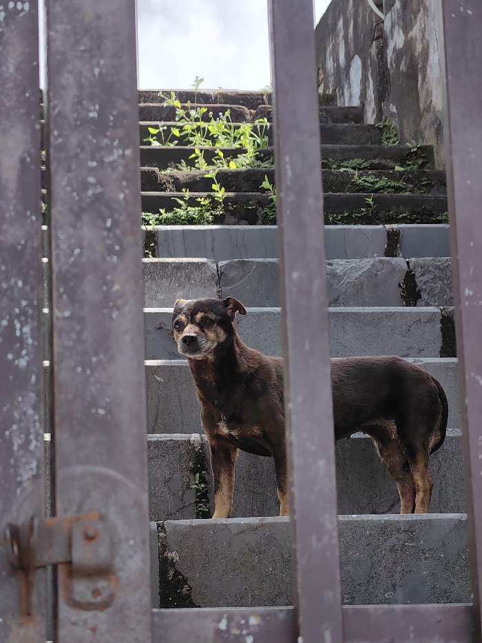 The image captures a dark brown, medium-sized dog standing on a weathered concrete staircase in Phú Xuân Ward, Vietnam. The dog, displaying lighter tan markings on its muzzle, chest, and legs, and hints of graying around its snout, stands alertly, facing slightly left from the viewer's perspective. It is positioned centrally in the frame, partially obscured by two prominent vertical metallic bars of what appears to be a gate or fence in the foreground. These bars exhibit signs of rust and wear, with a rusted latch mechanism visible on the left bar.
The concrete stairs ascend into the background, showing significant deterioration with cracks, chips, and extensive growth of green vegetation (weeds, small plants, moss) emerging from between the steps and along their surfaces. Above and beyond the stairs, a worn, stained concrete or stucco wall is visible, further indicating an aged structure. The top of the image reveals a bright, possibly overcast, sky. The scene is brightly illuminated by natural light, casting subtle shadows. No other individuals or animals are present, and the dog is stationary.