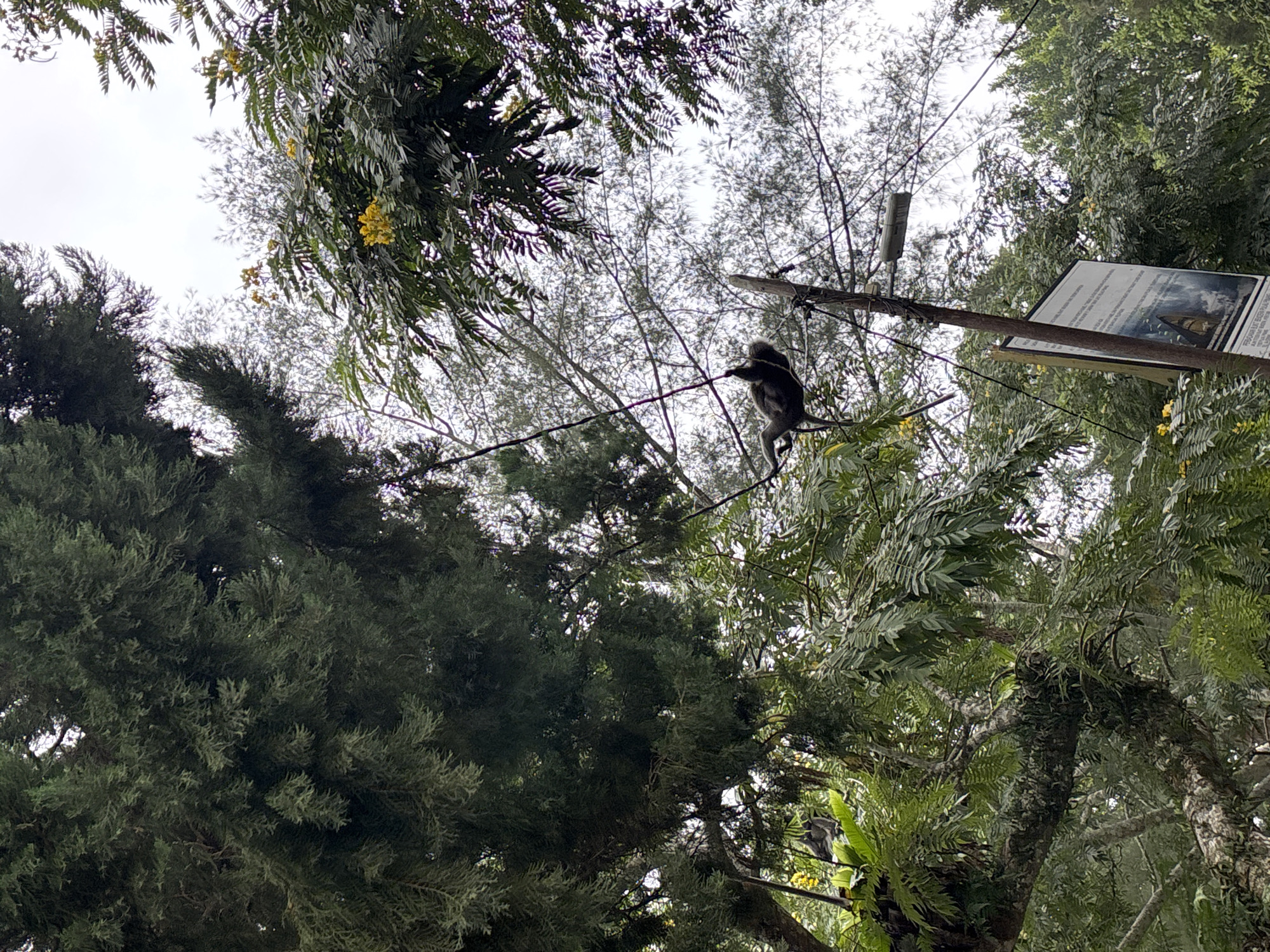 A monkey is hanging upside down from a wire in a lush, green forest. The monkey is dark gray with a long tail. It is positioned in the center-left of the frame, with its body curved and its legs and arms extended. The wire it is hanging from appears to be a power line or telephone line, and it is strung between trees and a wooden pole that has a sign attached to it. The pole is on the right side of the image. The surrounding environment is dense with trees and foliage. The sky is visible through the trees and appears overcast. This scene is located in George Town, Malaysia, likely within the Penang Hill area, known for its biodiversity and cable car system, which uses similar infrastructure in its forested setting.