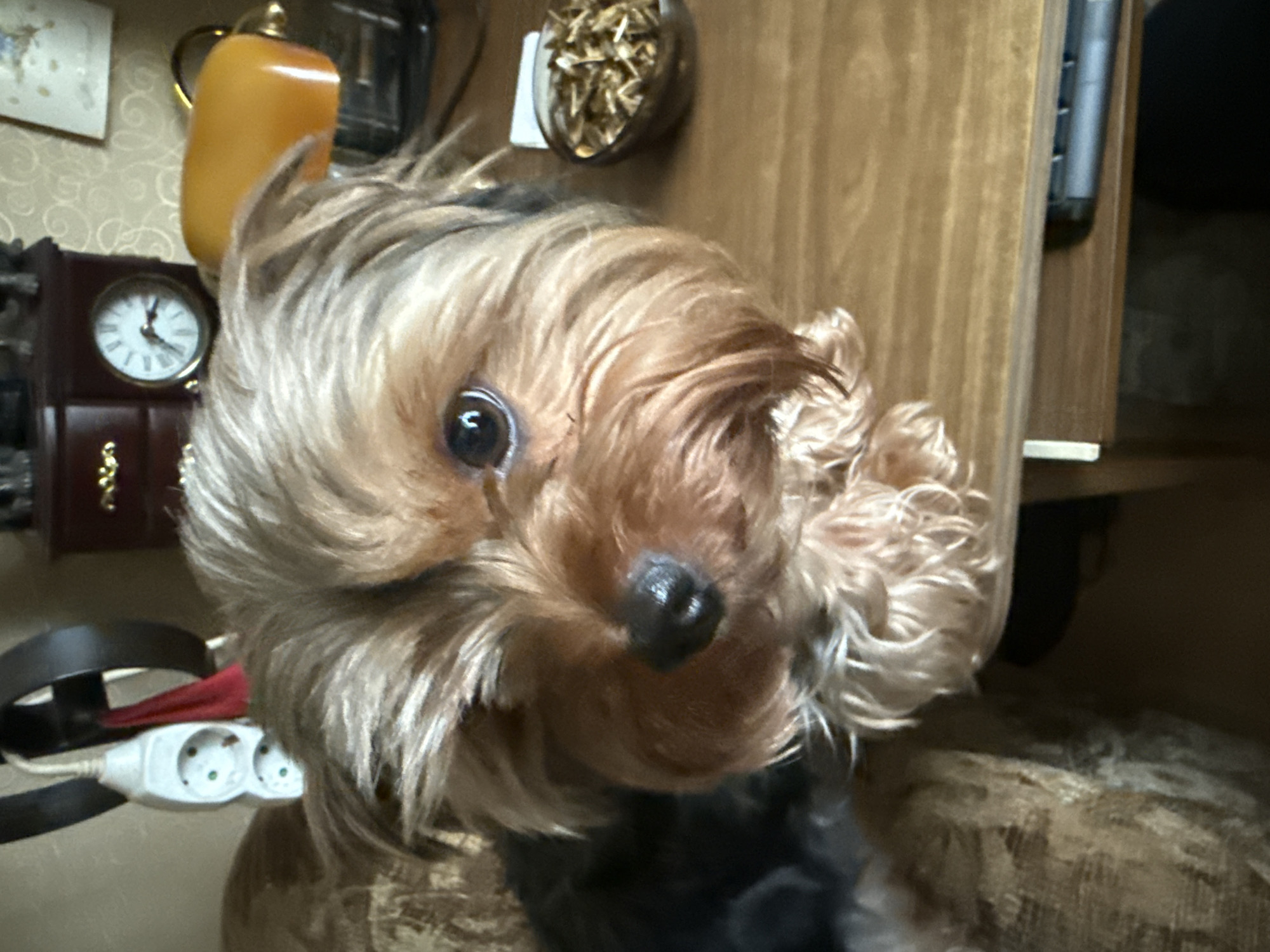 A close-up shot features a Yorkshire Terrier on a wooden surface, with a portion of a couch visible on the left. The dog is looking directly at the camera with its head tilted slightly. In the background, a dark wooden cabinet with a clock and decorative elements is visible, along with an orange lamp. A small bowl filled with dried food is placed on the wooden surface to the right of the dog. The environment appears to be indoors, possibly a home setting in Rudamina, Lithuania.