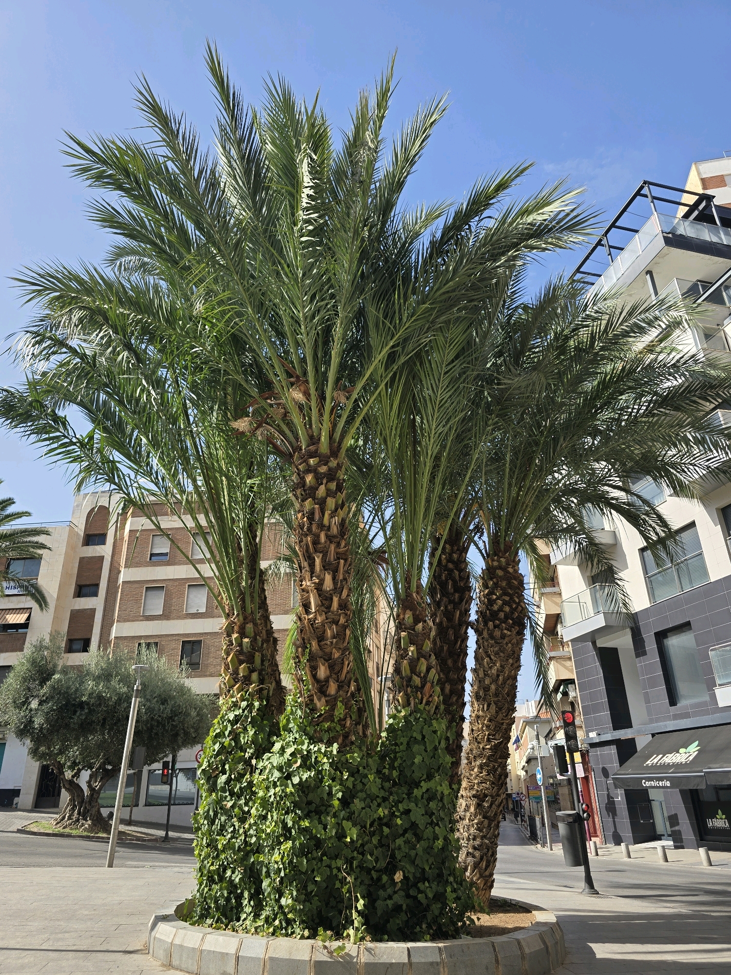 The image shows a street scene in Jaén, Spain. In the foreground, several palm trees stand tall, their trunks covered in a lush green ivy. The palm trees are planted in a circular raised bed lined with gray stones. To the left of the palm trees, an olive tree with a gnarled trunk is visible. In the background, there are multi-story buildings, one with a beige brick facade and multiple windows, and another modern building with dark gray paneling and balconies. A traffic light with a red light illuminated is visible on the right side of the image, along with a black trash receptacle. A street sign with "La Fábrica Carnicería" is also visible on a black awning. The sky above is clear and blue.