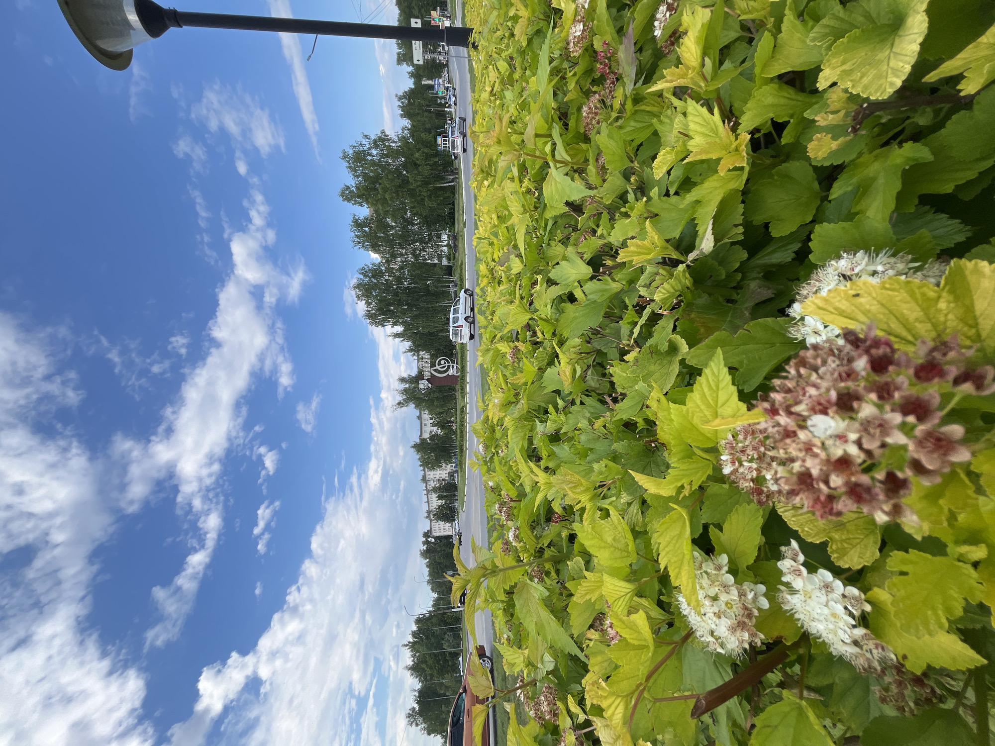 The image shows a close-up view of lush green foliage with clusters of small white and reddish-brown flowers in the foreground. In the background, a street scene unfolds under a bright blue sky with scattered white clouds. A circular road intersection is visible, with several cars, including a white minivan and a silver SUV, navigating the area. Buildings and trees line the background, suggesting an urban or suburban setting. A tall black lamppost stands to the right of the frame. A sign with Cyrillic lettering, possibly indicating a location or business, is also discernible. The overall scene depicts a sunny day in a city, likely Chaikovsky, Russia, given the signage.