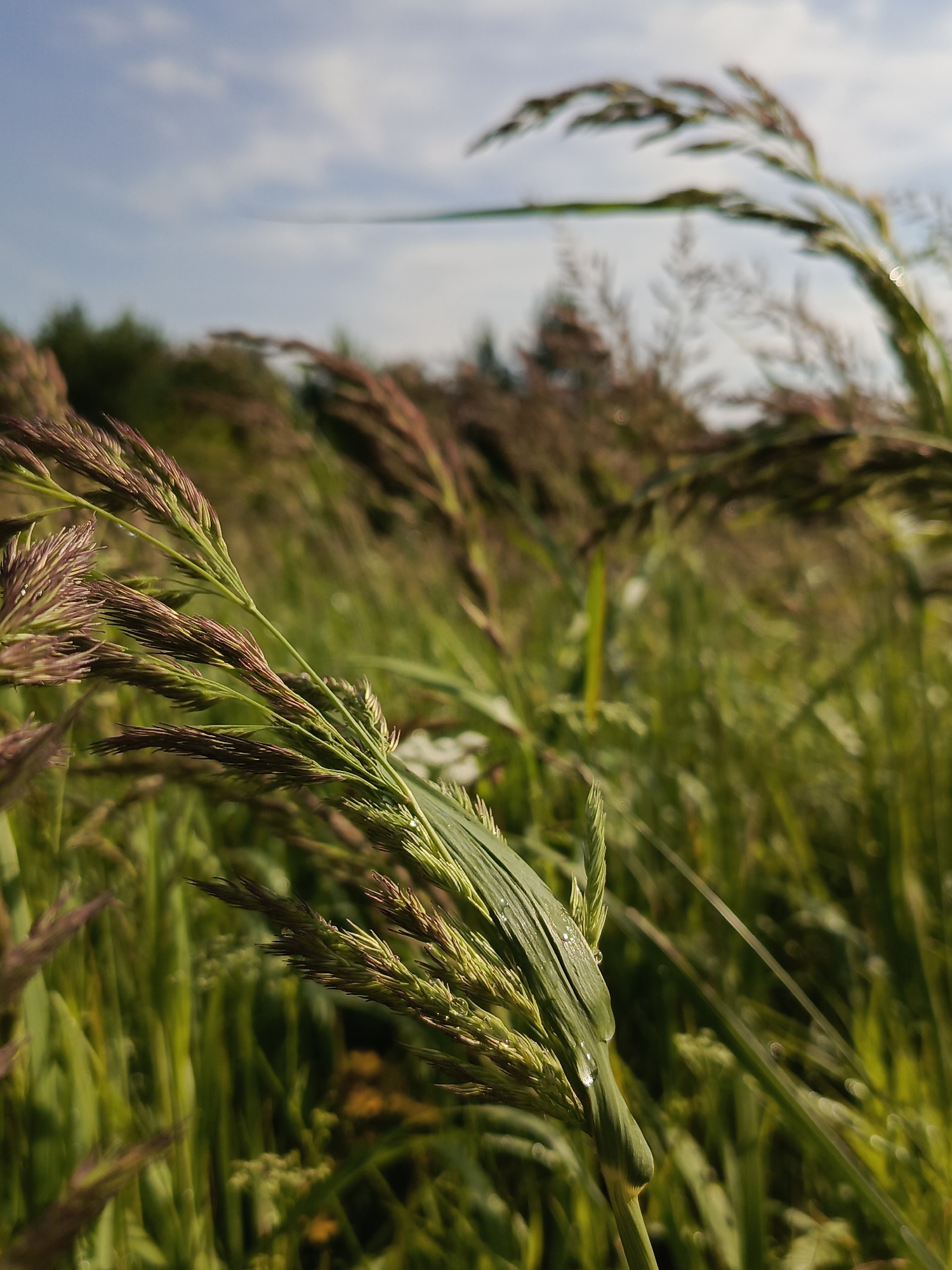 The image depicts a close-up view of tall grass in a field, with the sky and trees visible in the blurred background. The grass stalks are a mixture of green and reddish-brown hues, with some stalks featuring seed heads. Water droplets are visible on some of the leaves, suggesting recent rain or dew. The lighting indicates it is daytime, with sunlight illuminating the scene. The location is Kauchuk Stantsiya, Russia.